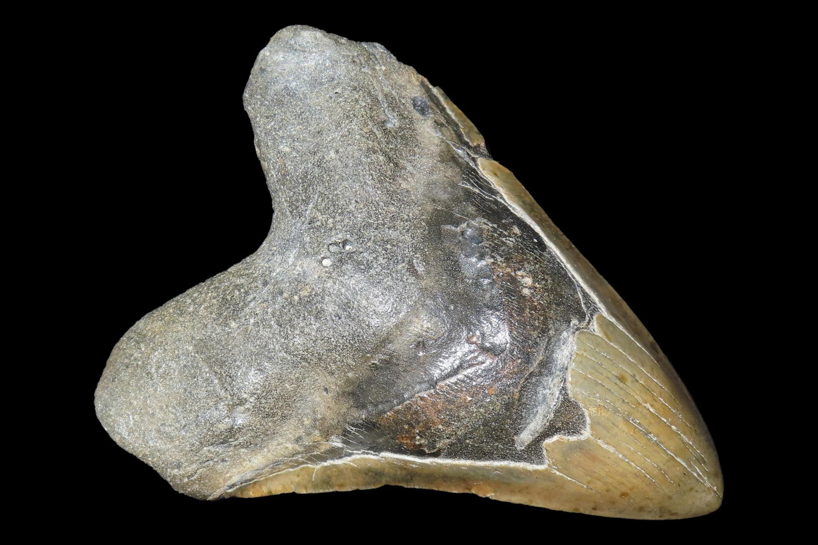 HUGE 5 3/4" Megalodon Shark Tooth, 2.5-23 Million Year Old Fossil found off the coast of the: HUGE 5 3/4" Megalodon Shark Tooth, 2.5-23 Million Year Old Fossil found off the coast of the Carolinas. No Repair, No Resto, No Polishing. Great Example!