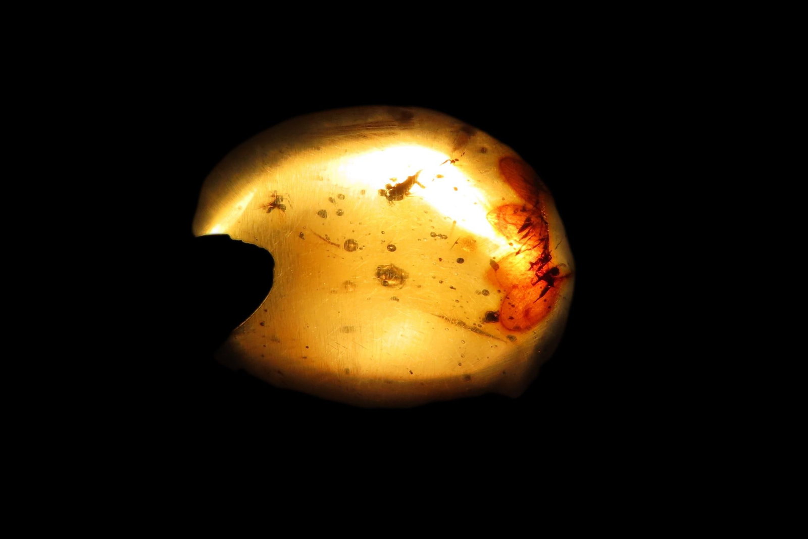 Fossil Amber with Multiple Encased Insects, Great Specimen with Easily Visible Bugs. 100 Million: Fossil Amber with Multiple Encased Insects, Great Specimen with Easily Visible Bugs. 100 Million Years Old, from the Hukawng Valley, Burma-Myanmar. Burnite. Burmese Amber.