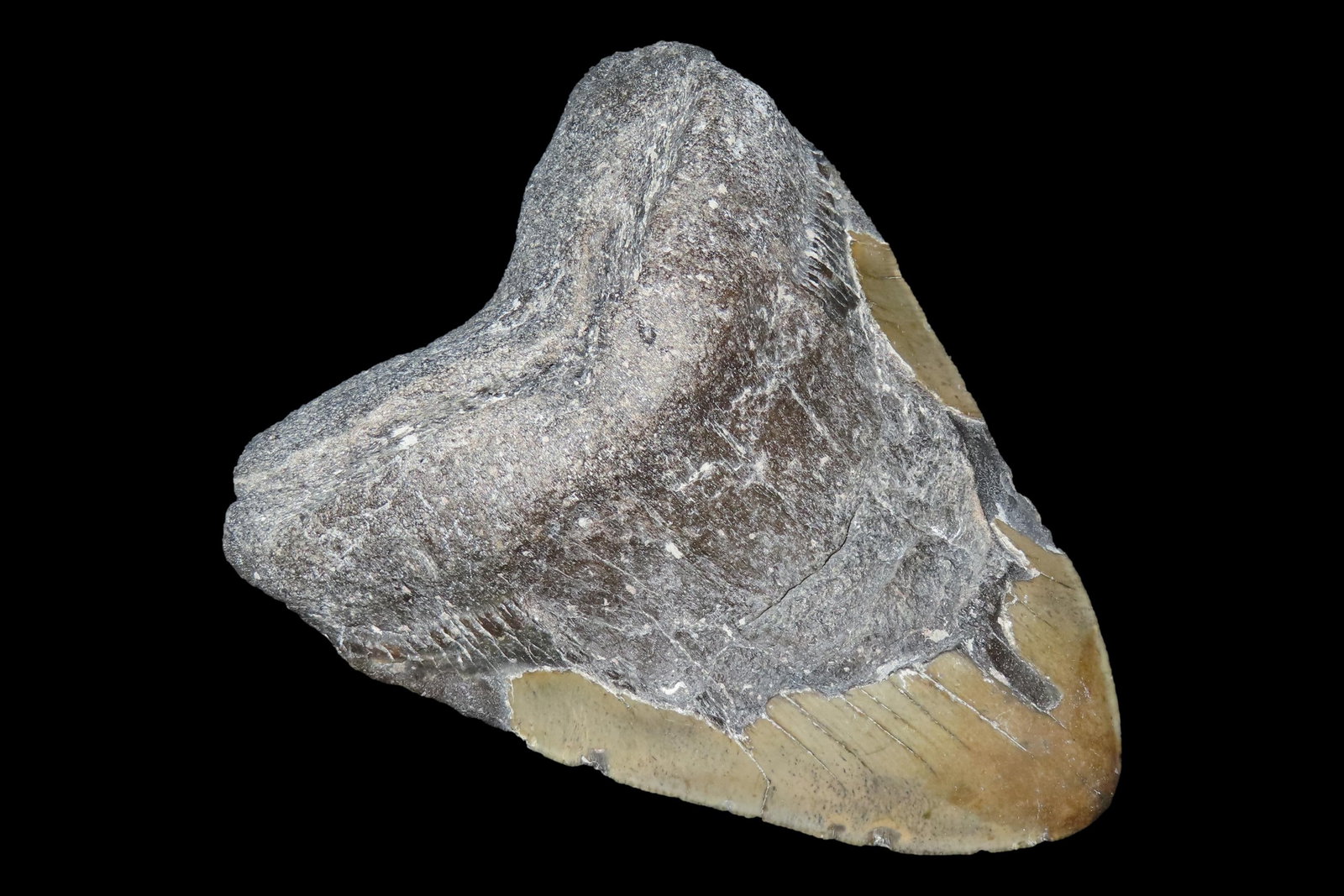 HUGE 5 5/16" Megalodon Shark Tooth, 2.5-23 Million Year Old Fossil found off the coast of the (1 of 6)