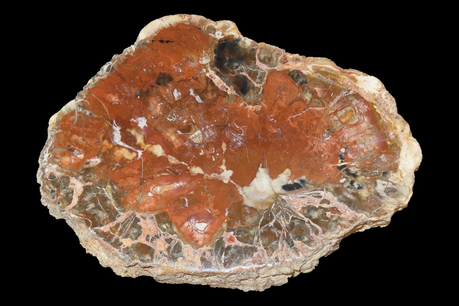 Large Colorful Polished Slab of Petrifeid Wood. Fully Polished on Both Sides, Beautiful Colorful (1 of 4)