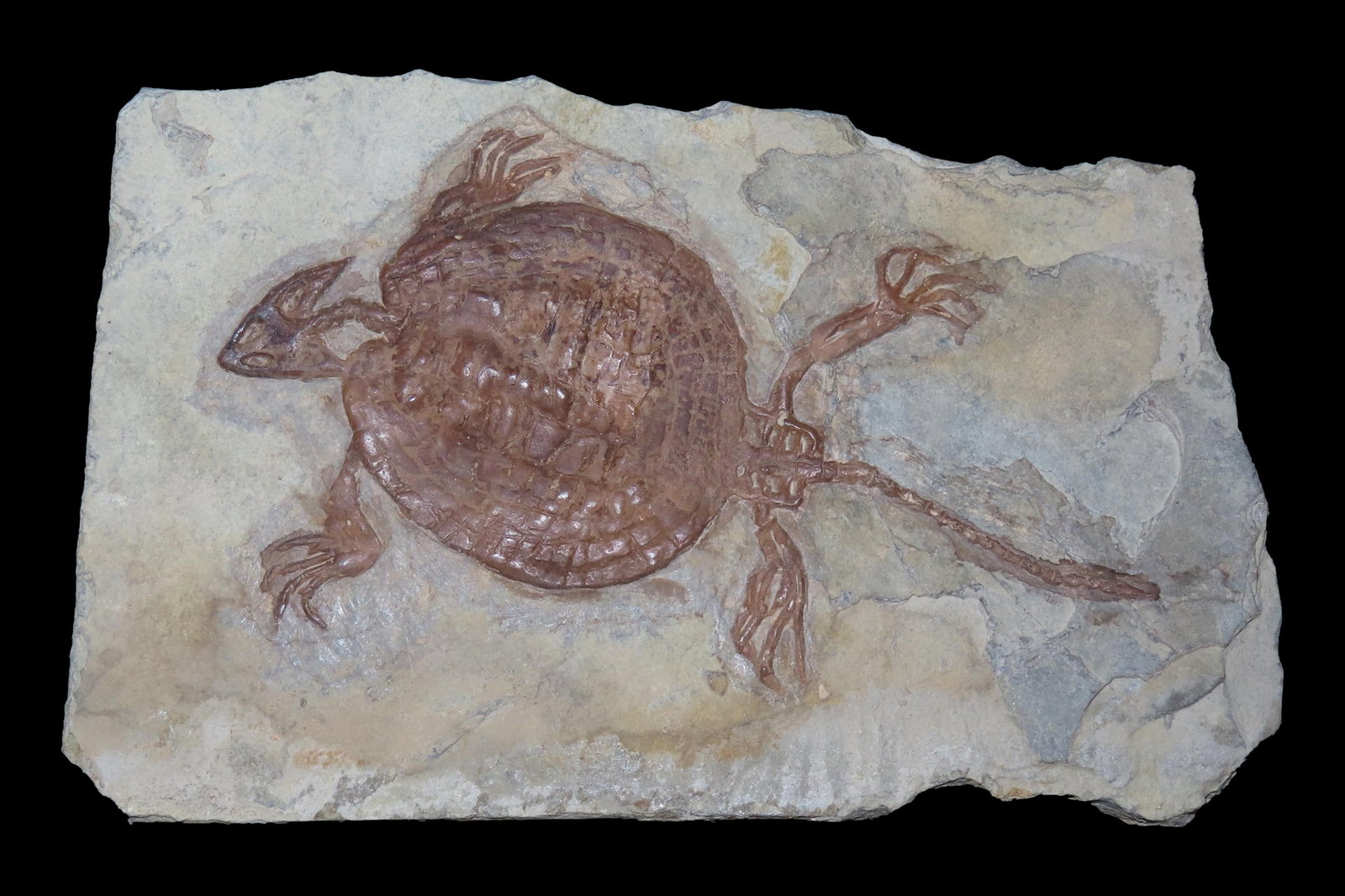 Rare Turtle Fossil in Matrix, Triassic Age 50-250 Million Years Old. Great Example, Dino Age Turtle (1 of 3)