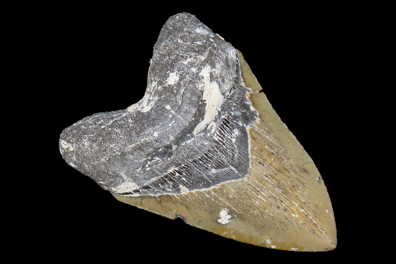 Incredible 5" Megalodon Shark Tooth, 2.5-23 Million Year Old Fossil found off the coast of the (1 of 5)