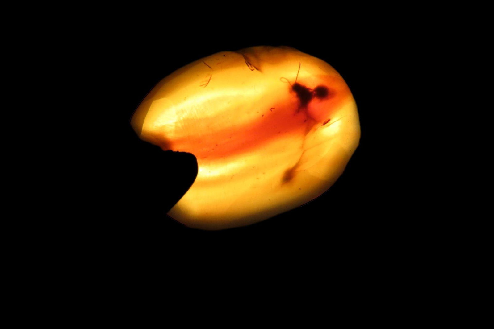 Fossil Amber with Multiple Encased Insects, Great Specimen with Easily Visible Bugs. 100 Million: Fossil Amber with Multiple Encased Insects, Great Specimen with Easily Visible Bugs. 100 Million Years Old, from the Hukawng Valley, Burma-Myanmar. Burnite. Burmese Amber.
