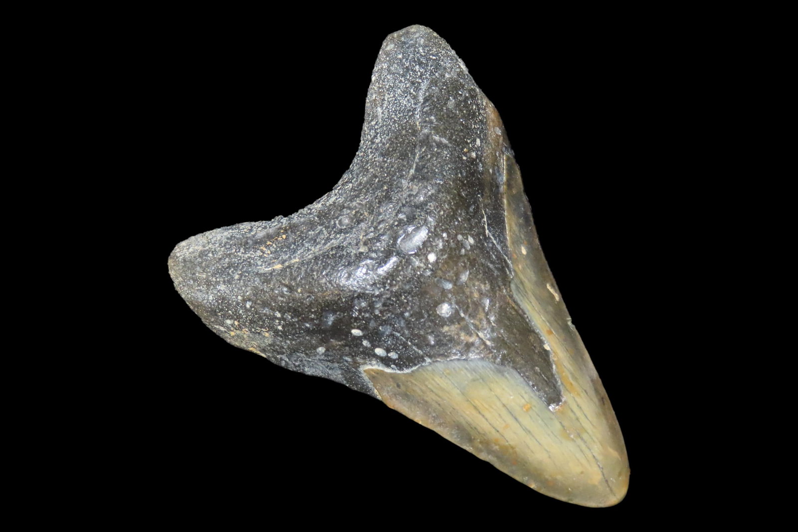 Impressive 4 7/8" Megalodon Shark Tooth, 2.5-23 Million Year Old Fossil found off the coast of the (1 of 5)
