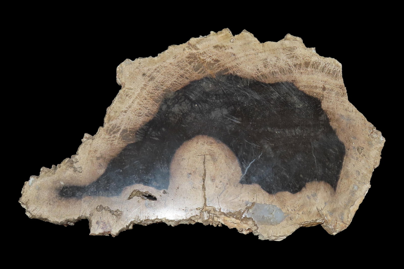 Large Colorful Polished Slab of Petrifeid Wood. Fully Polished on Both Sides, Beautiful Colorful (1 of 4)
