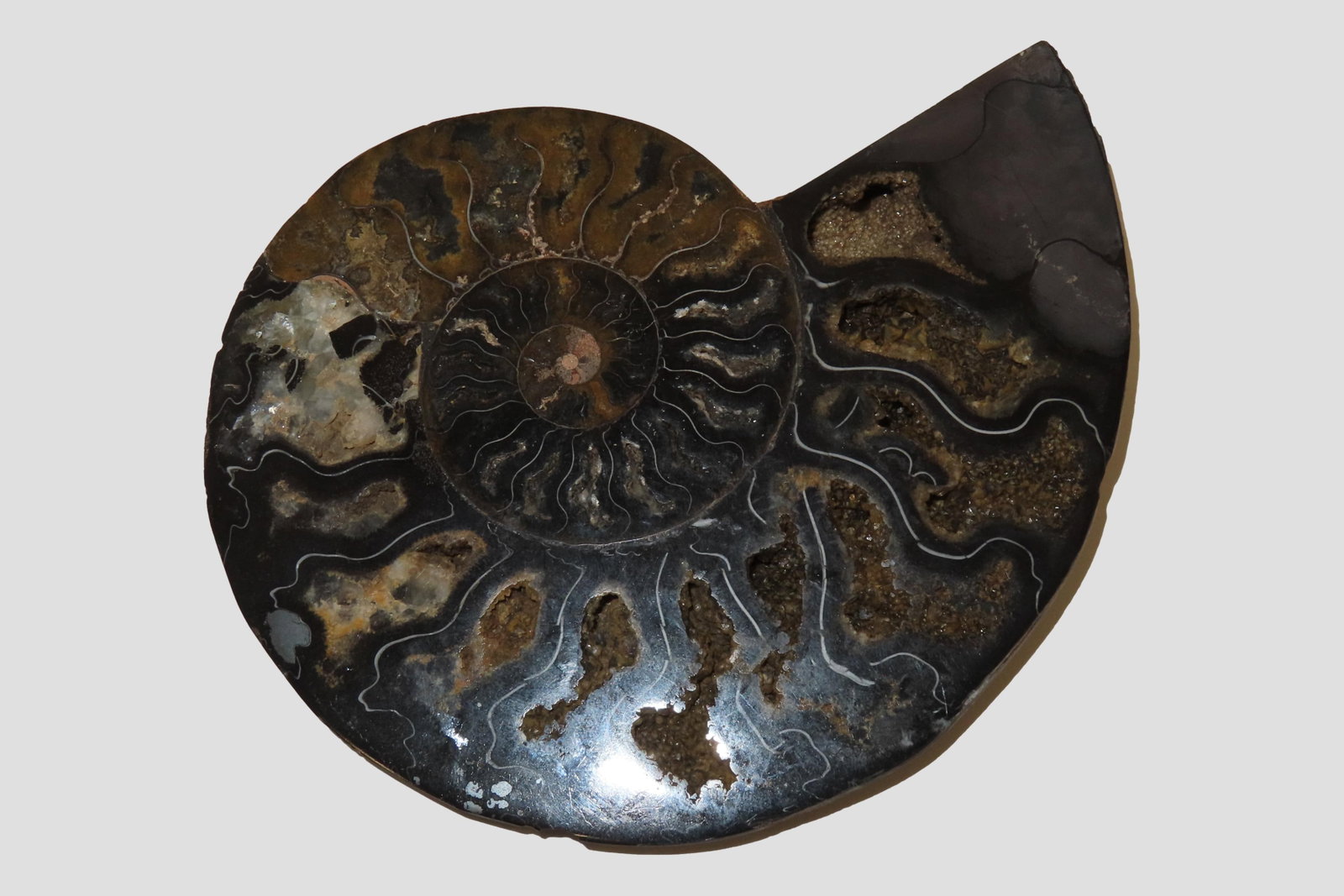 Huge 5 1/2" Cut Ammonite Fossil, Amazing Colors, Highly Polished Example. (1 of 6)