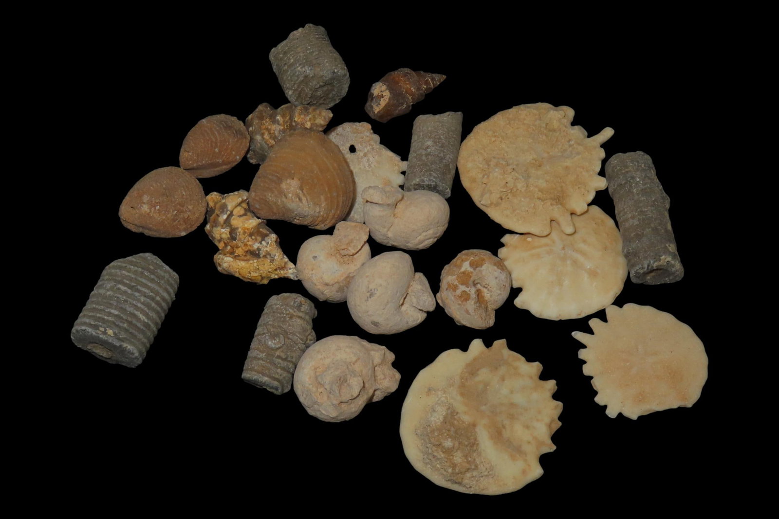 Nice lot of Various Fossils from Morocco. Millions of years old! Great variety! (1 of 6)