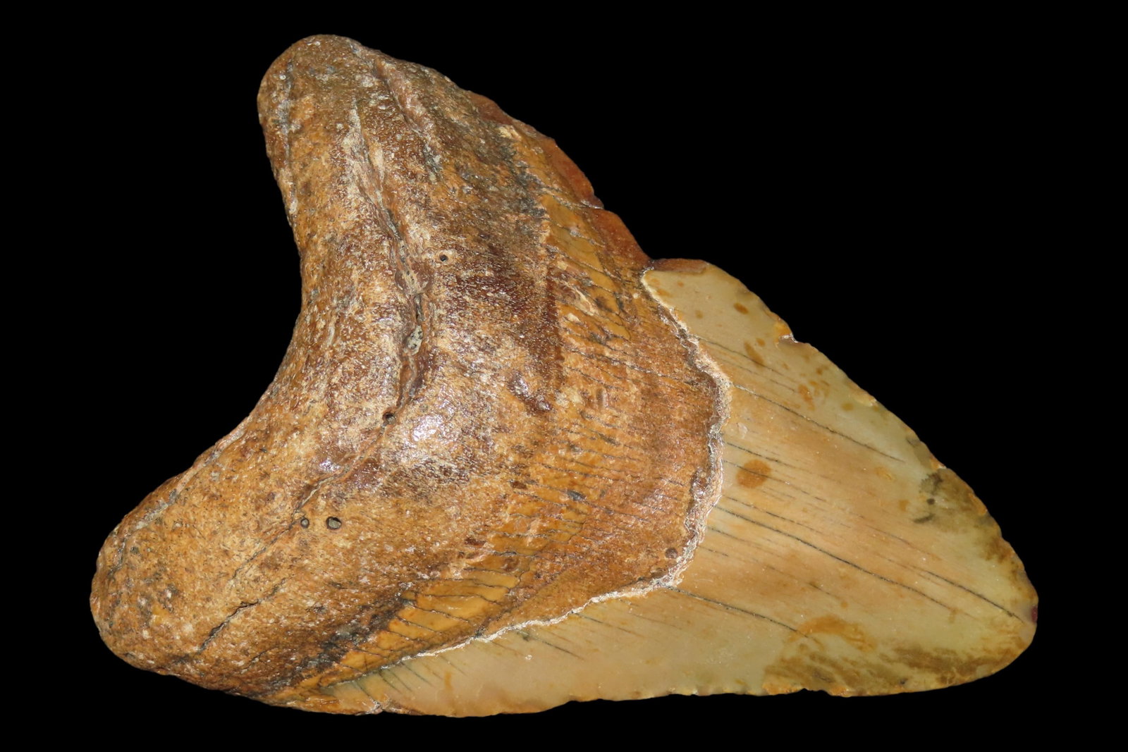 HUGE 4 11/16" Megalodon Shark Tooth, 2.5-23 Million Year Old Fossil found off the coast of the (1 of 5)