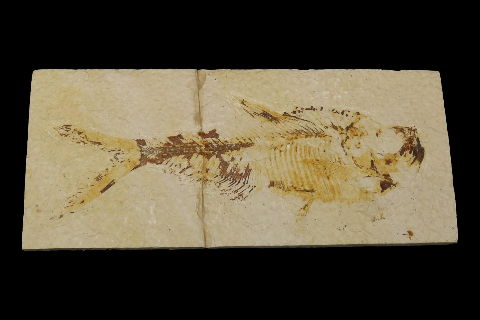 Very Detailed Fish Fossil (Diplomystus) from the Green River Formation in Wyoming, 50 Million Years: Very Detailed Fish Fossil (Diplomystus) from the Green River Formation in Wyoming, 50 Million Years old! Amazing High Grade Example! Broken and glued tightly.