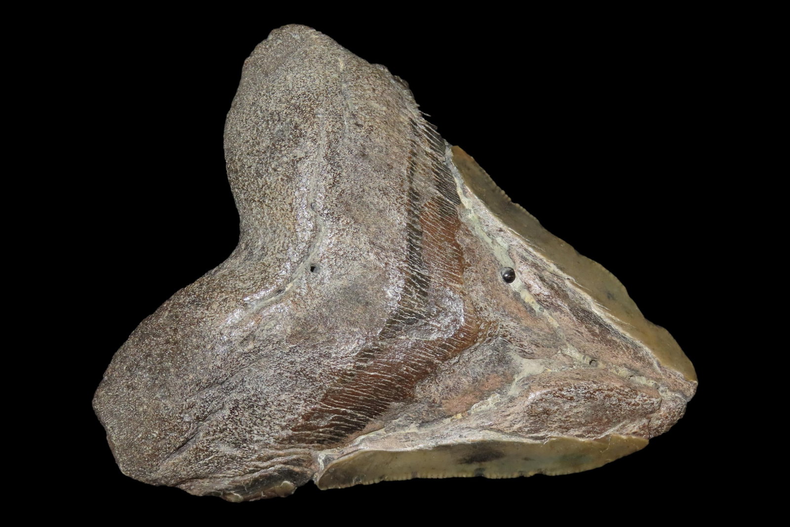 HUGE 5" Megalodon Shark Tooth, 2.5-23 Million Year Old Fossil found off the coast of the Carolinas. (1 of 6)