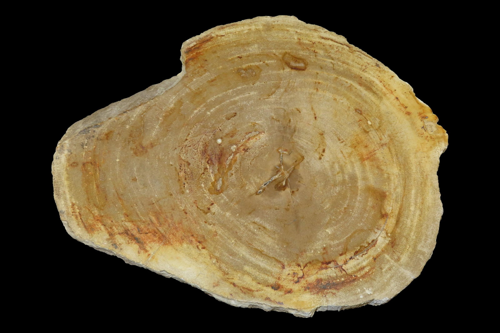 Large Colorful Polished Slab of Petrifeid Wood. Fully Polished on Both Sides, Beautiful Colorful (1 of 4)