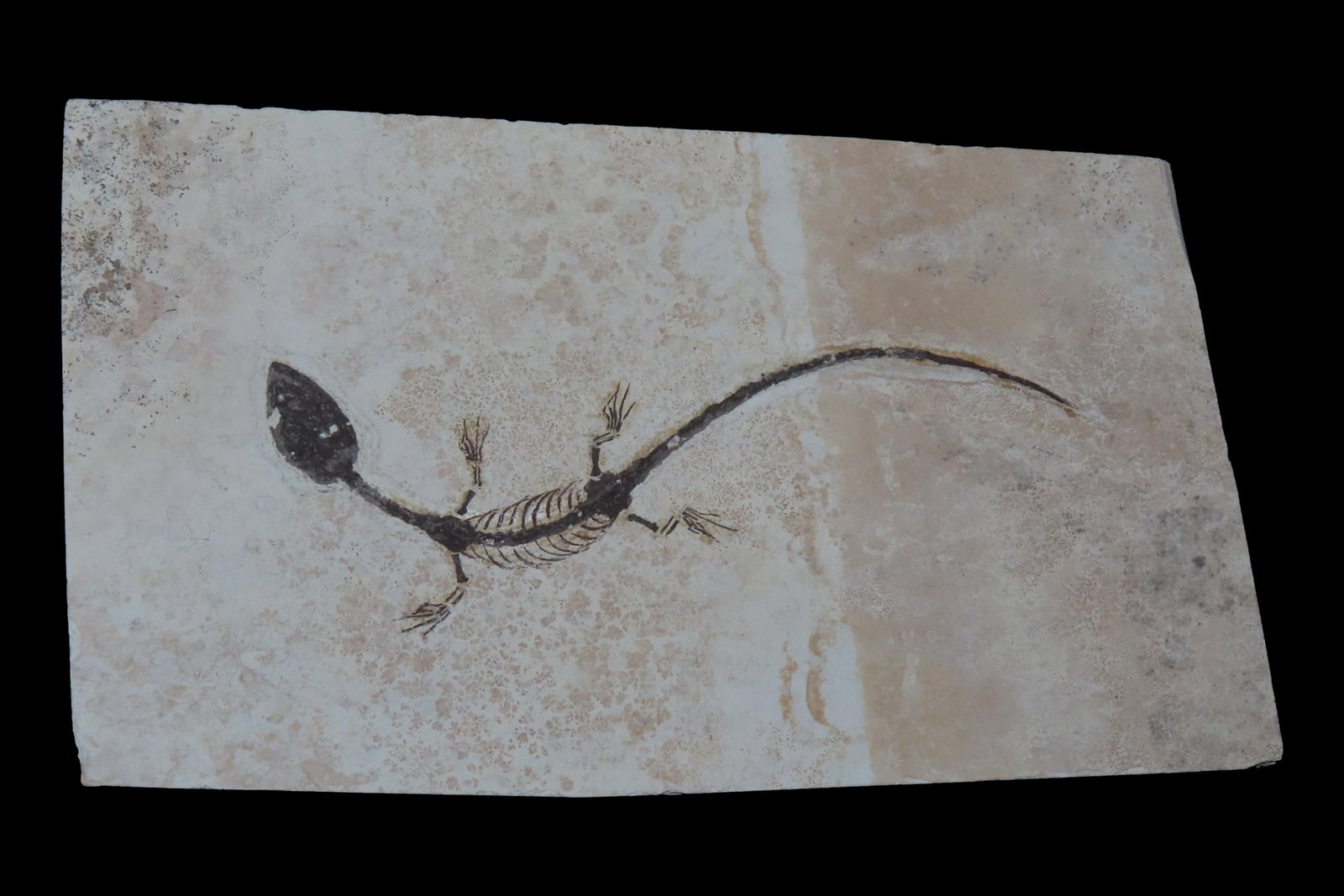 Amazing Dinosaur Keichousaurus / Nothosaur Fossil, 50-250 Million Year Old Amphibian Marine Reptime (1 of 5)