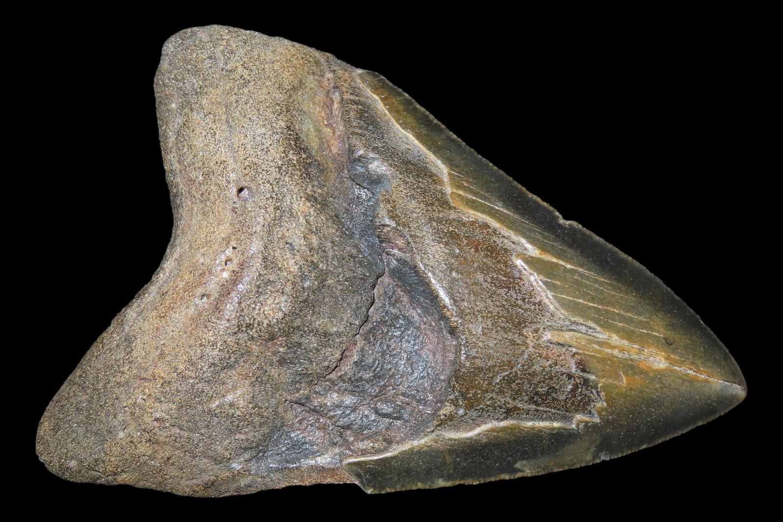 HUGE 4 11/16" Megalodon Shark Tooth, 2.5-23 Million Year Old Fossil found off the coast of the (1 of 6)