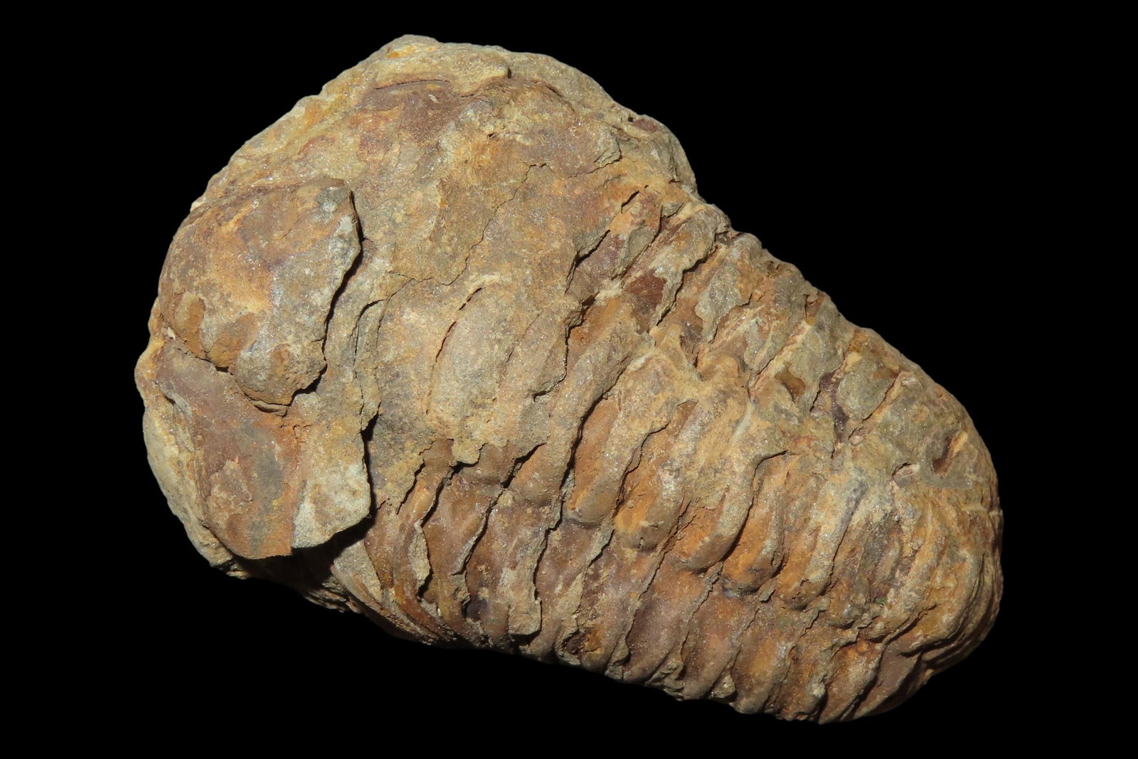 300-500 Million Year old Trilobite Fossil, Very well Preserved & Highly Detailed Example. (1 of 4)