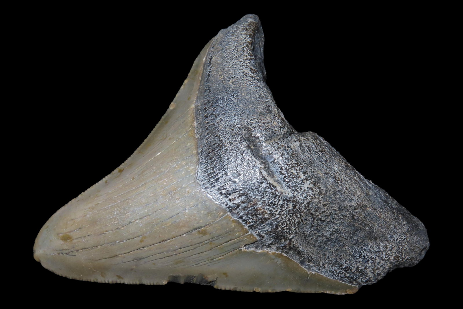 Large 3 13/16" Megalodon Shark Tooth, 2.5-23 Million Year Old Fossil found off the coast of the (1 of 5)