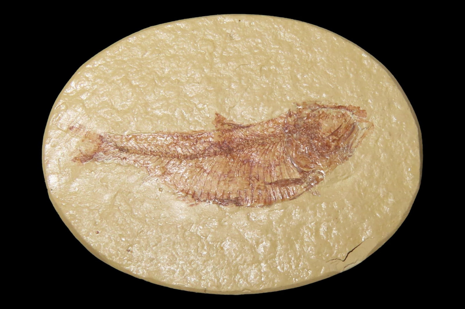 Very Detailed Fish Fossil (Diplomystus) from the Green River Formation in Wyoming, 50 Million Years: Very Detailed Fish Fossil (Diplomystus) from the Green River Formation in Wyoming, 50 Million Years old! Amazing High Grade Example!