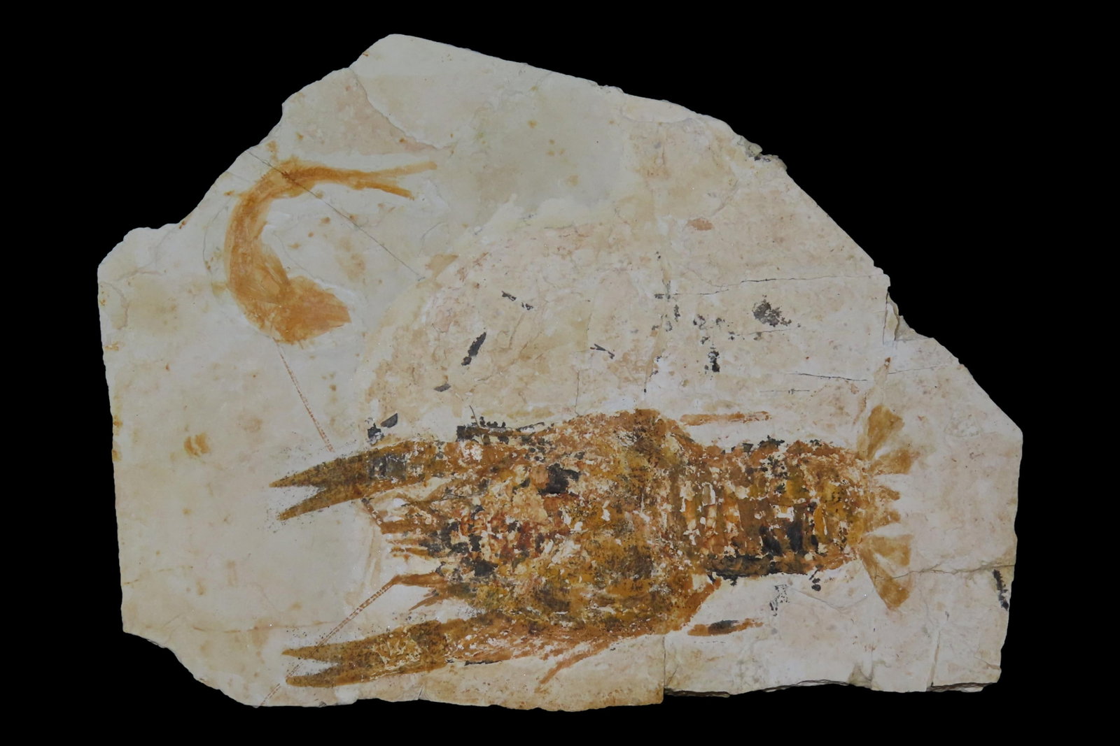 Rare Palinurus Lobster Fossil from Lebanon, 100 MillionYear old Upper Cretaceous Era Fossils! Minor (1 of 6)