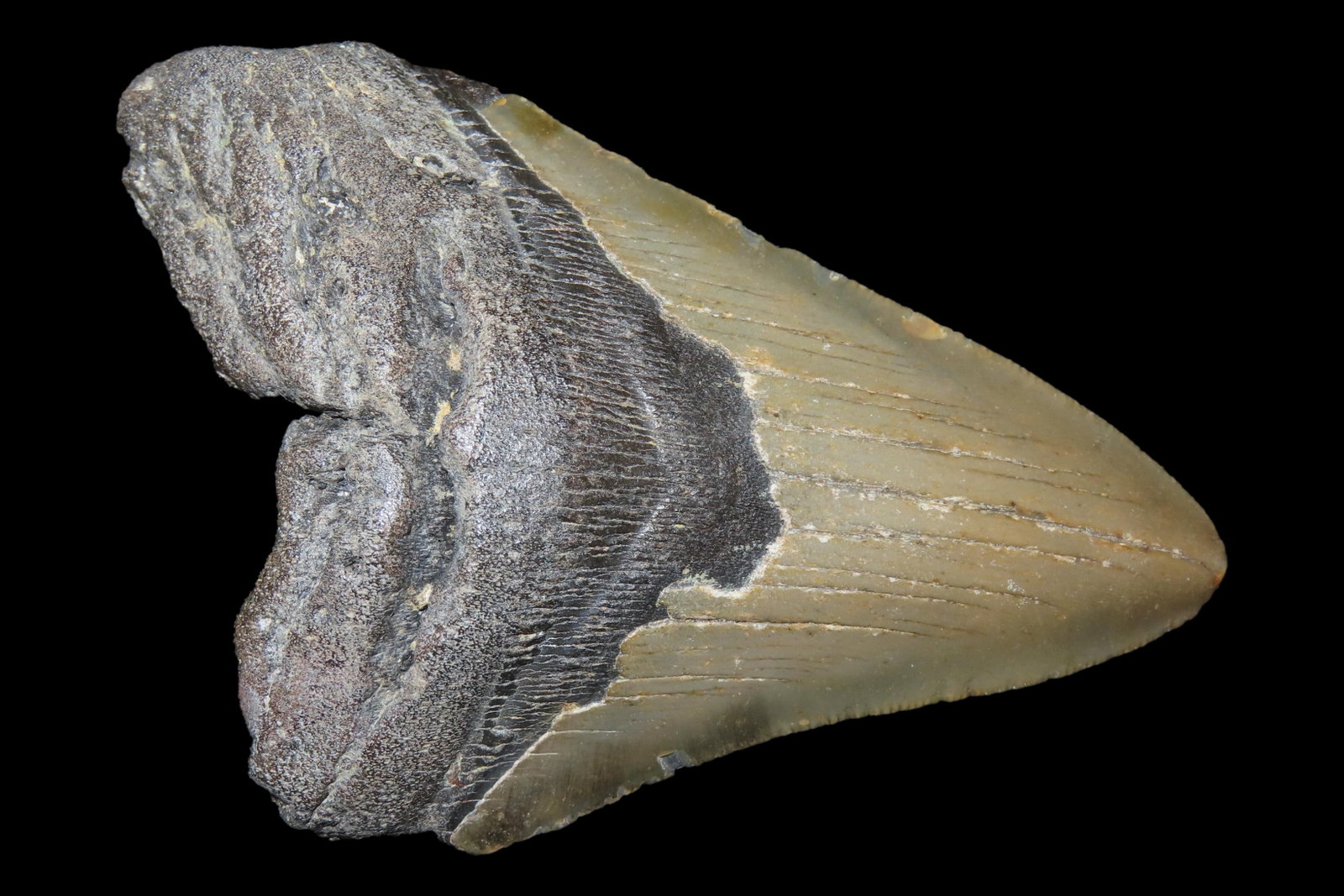 Large 4 1/2" Megalodon Shark Tooth, 2.5-23 Million Year Old Fossil found off the coast of the: Large 4 1/2" Megalodon Shark Tooth, 2.5-23 Million Year Old Fossil found off the coast of the Carolinas. No Repair, No Resto, No Polishing. Great Example!