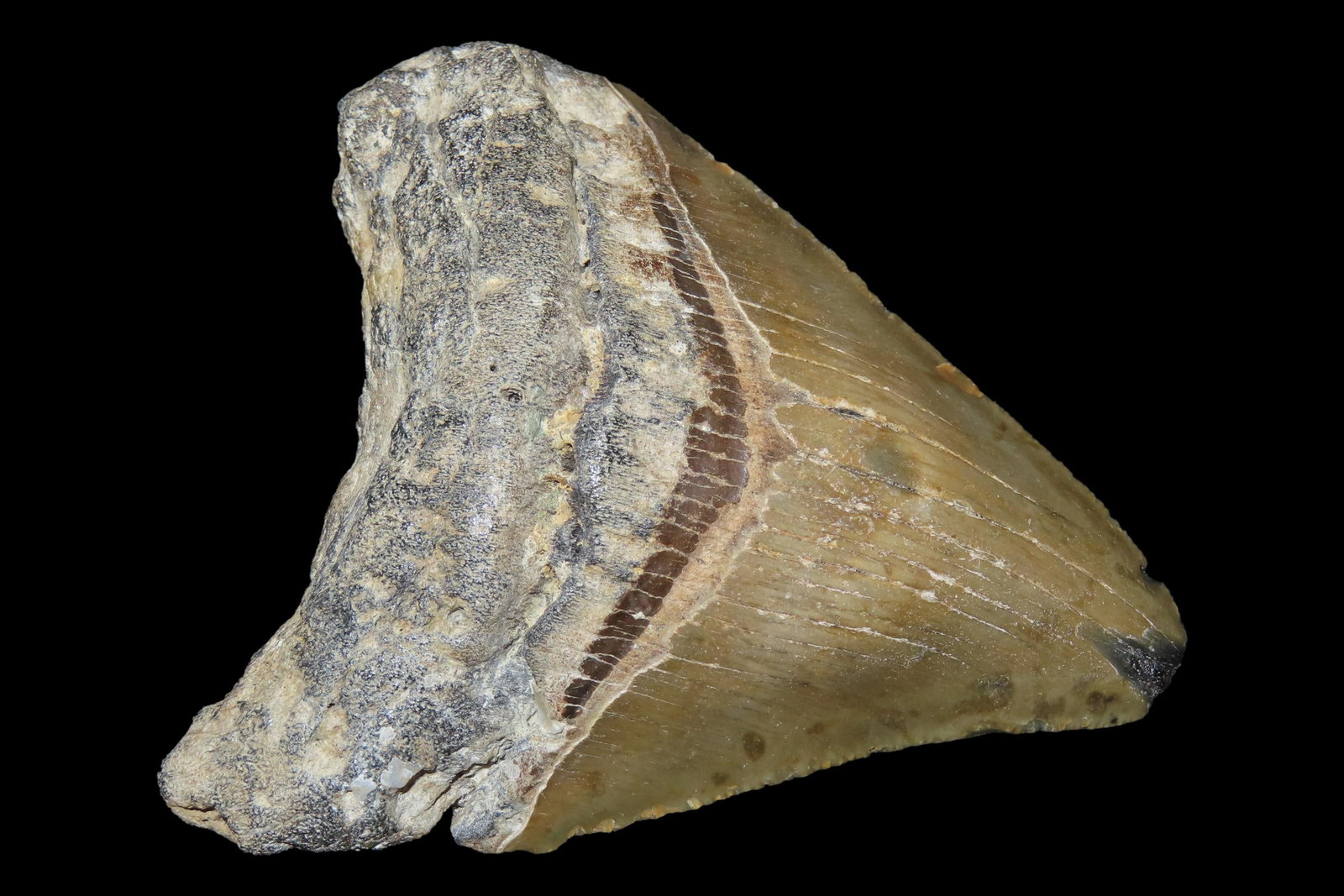 Large 3 5/16" Megalodon Shark Tooth, 2.5-23 Million Year Old Fossil found off the coast of the (1 of 5)
