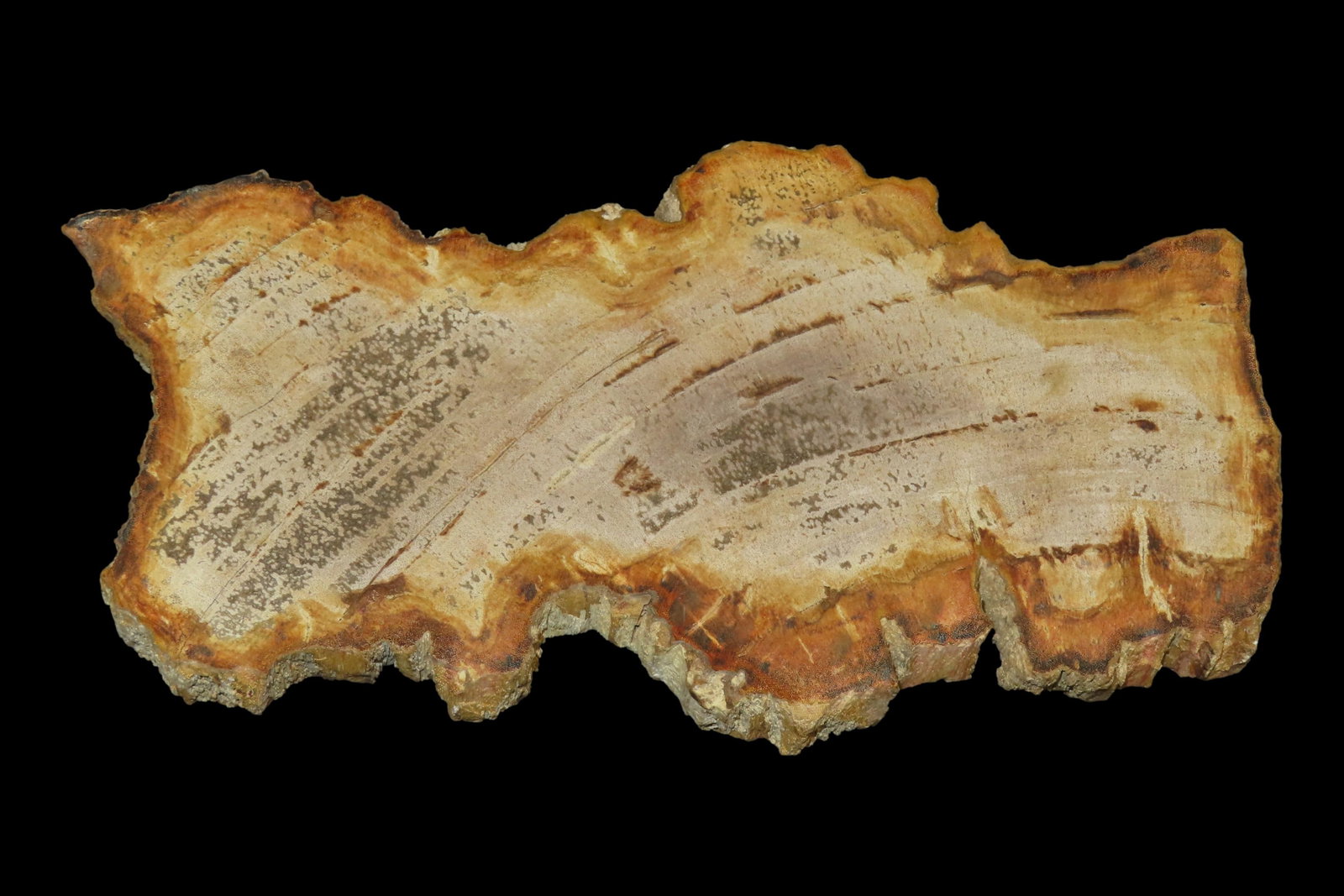 Large Colorful Polished Slab of Petrifeid Wood. Fully Polished on Both Sides, Beautiful Colorful (1 of 4)