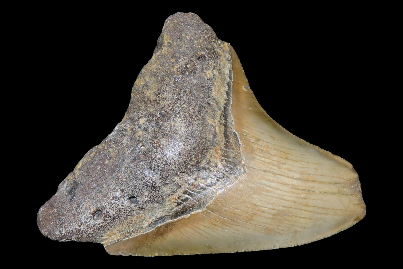Large Megalodon Shark Tooth, 2.5-23 Million Year Old Fossil found off the coast of the Carolinas. No (1 of 5)