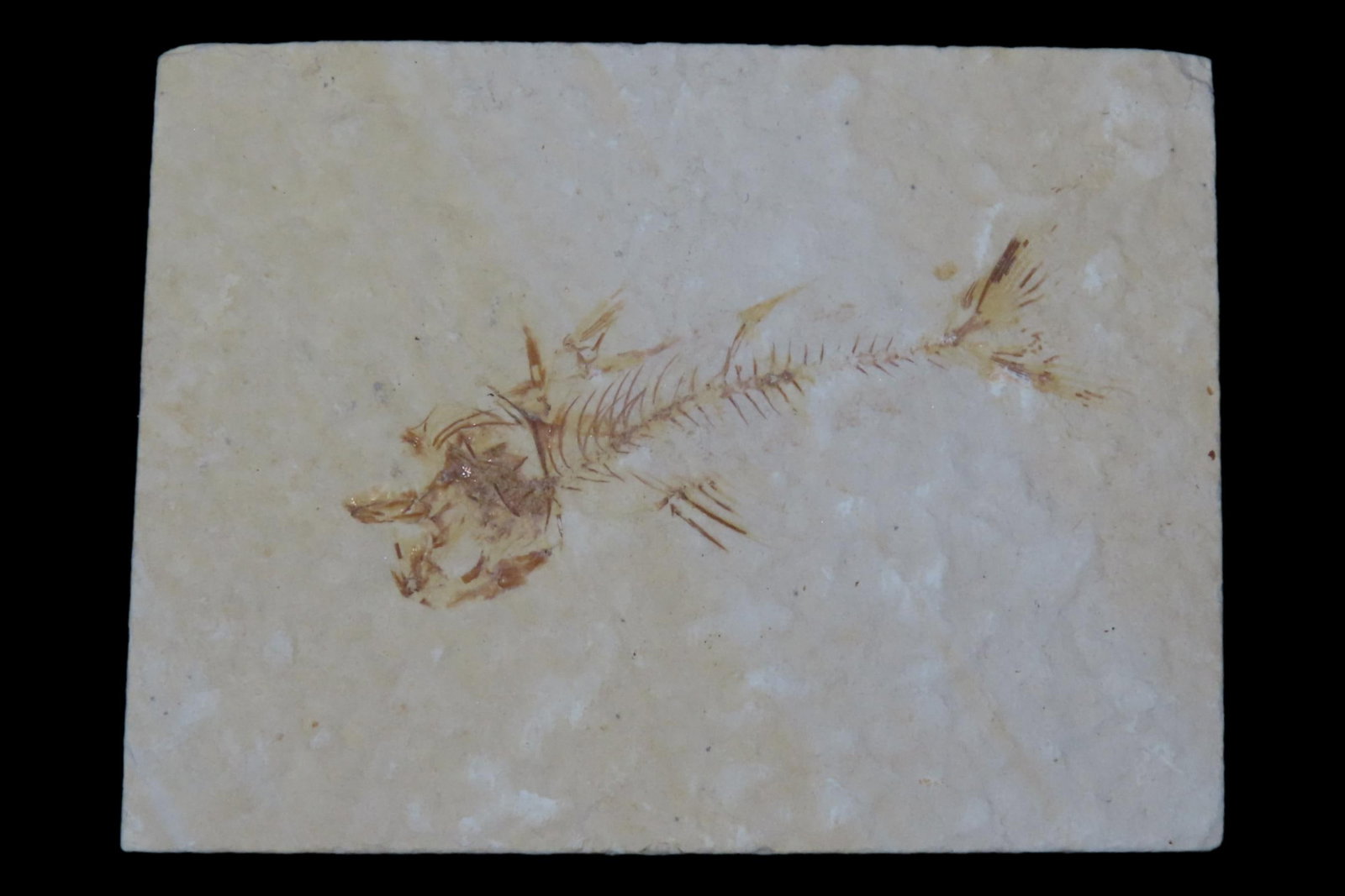 Very Detailed Fish Fossil (Diplomystus) from the Green River Formation in Wyoming, 50 Million Years: Very Detailed Fish Fossil (Diplomystus) from the Green River Formation in Wyoming, 50 Million Years old! Amazing High Grade Example!