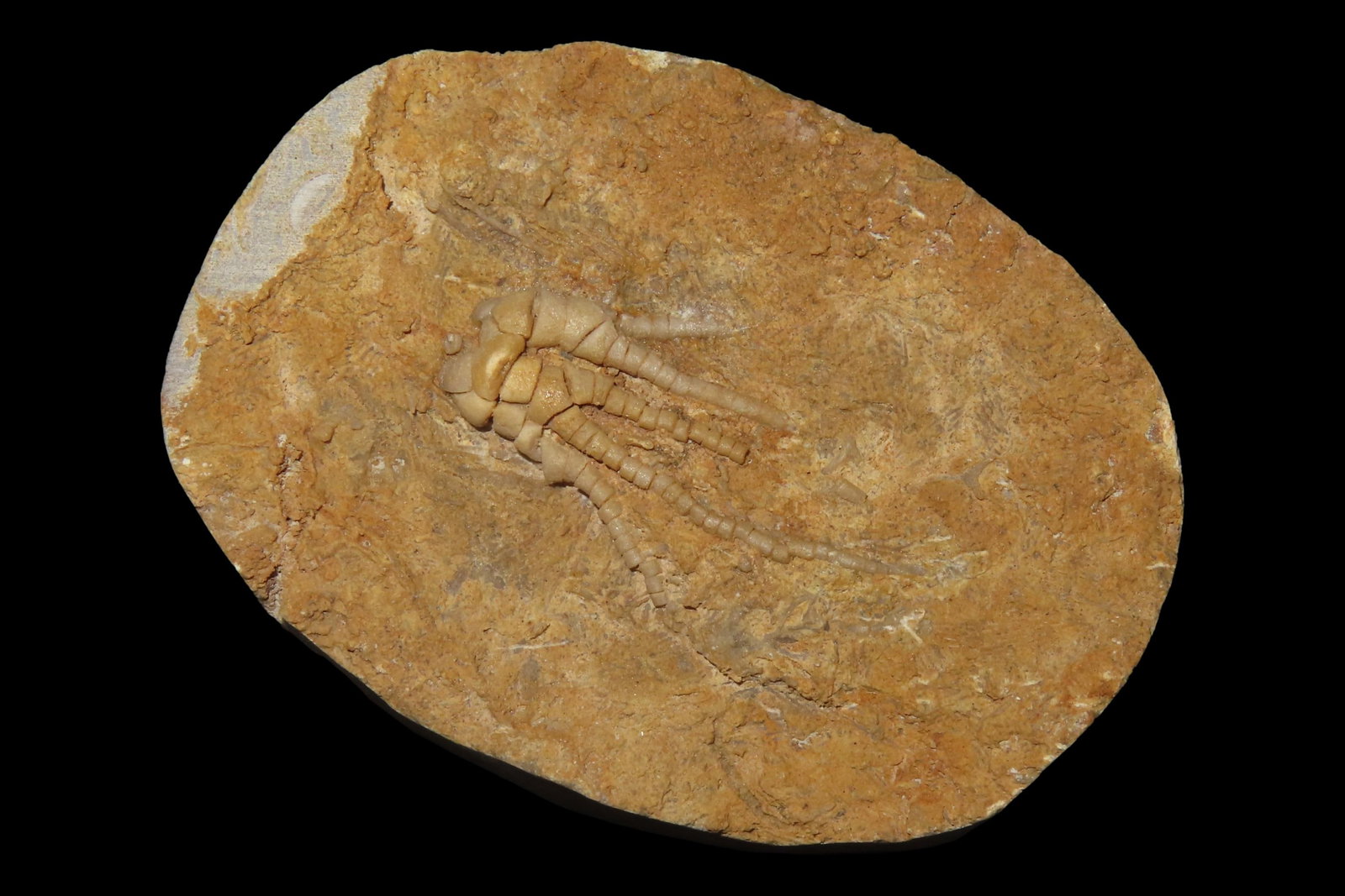 Amazing Detailed Crinoid Plant Fossil in Matrix. Great example of a full Chrinoid. (1 of 4)