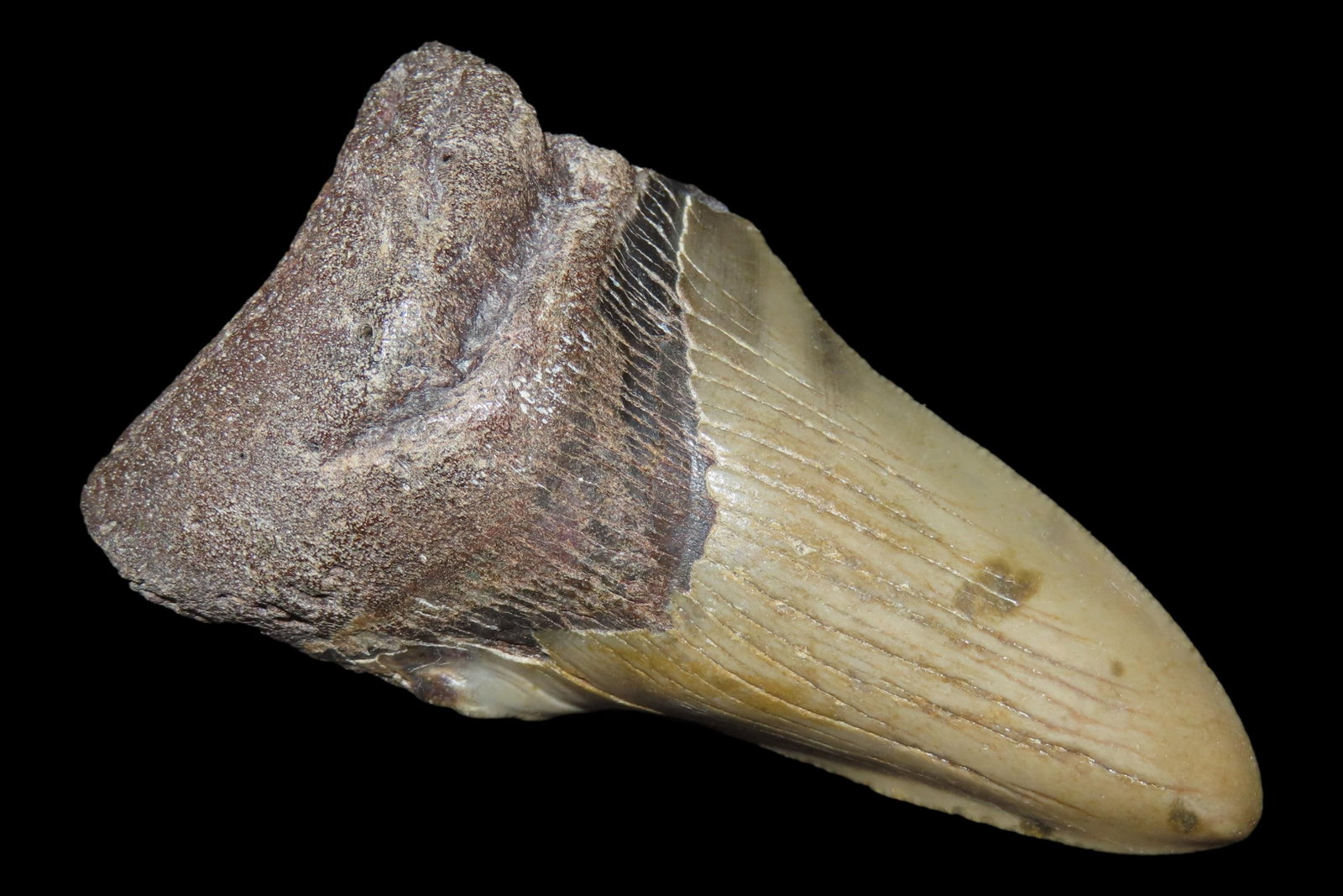 Large 3 1/2" Megalodon Shark Tooth, 2.5-23 Million Year Old Fossil found off the coast of the (1 of 6)