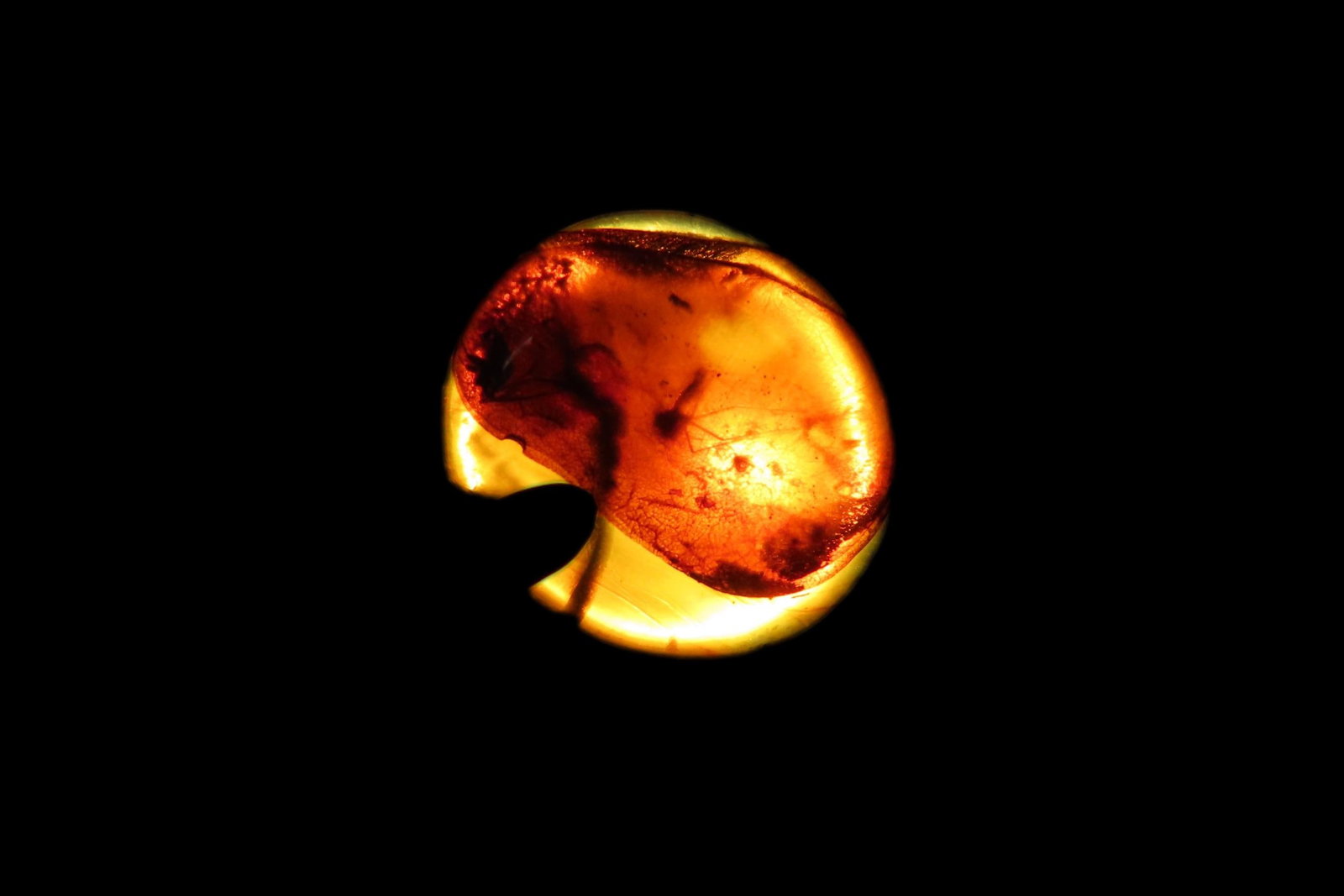 Fossil Amber with Encased Insect, Great Specimen with Easily Visible Bug. 100 Million Years Old,: Fossil Amber with Encased Insect, Great Specimen with Easily Visible Bug. 100 Million Years Old, from the Hukawng Valley, Burma-Myanmar. Burnite. Burmese Amber.