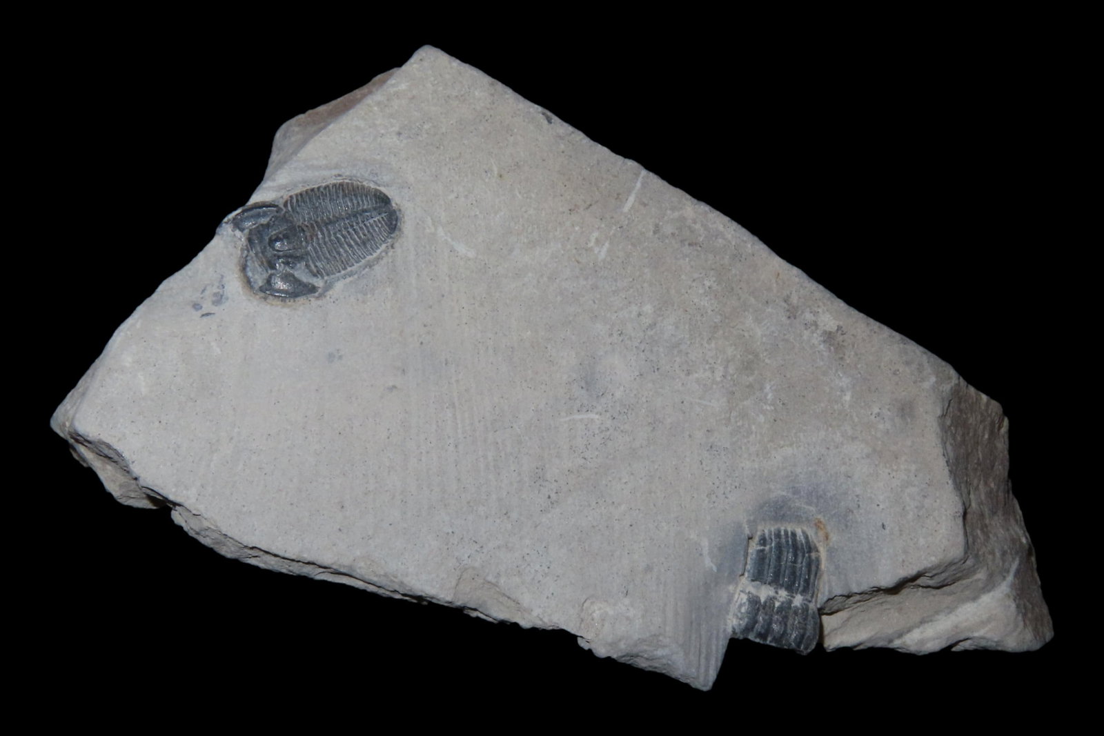 300-500 Million Year old DUAL Trilobite Fossil in Matrix, Very well Preserved & Highly Detailed (1 of 6)