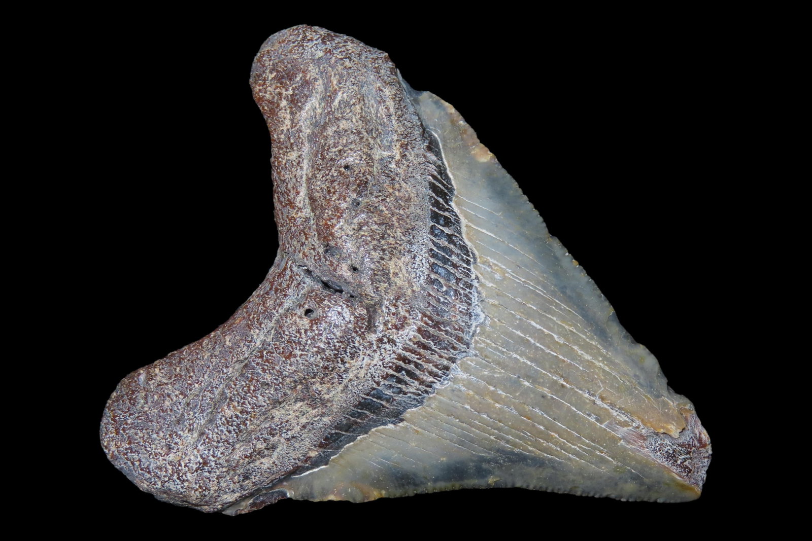 Large Megalodon Shark Tooth, 2.5-23 Million Year Old Fossil found off the coast of the Carolinas. No (1 of 6)