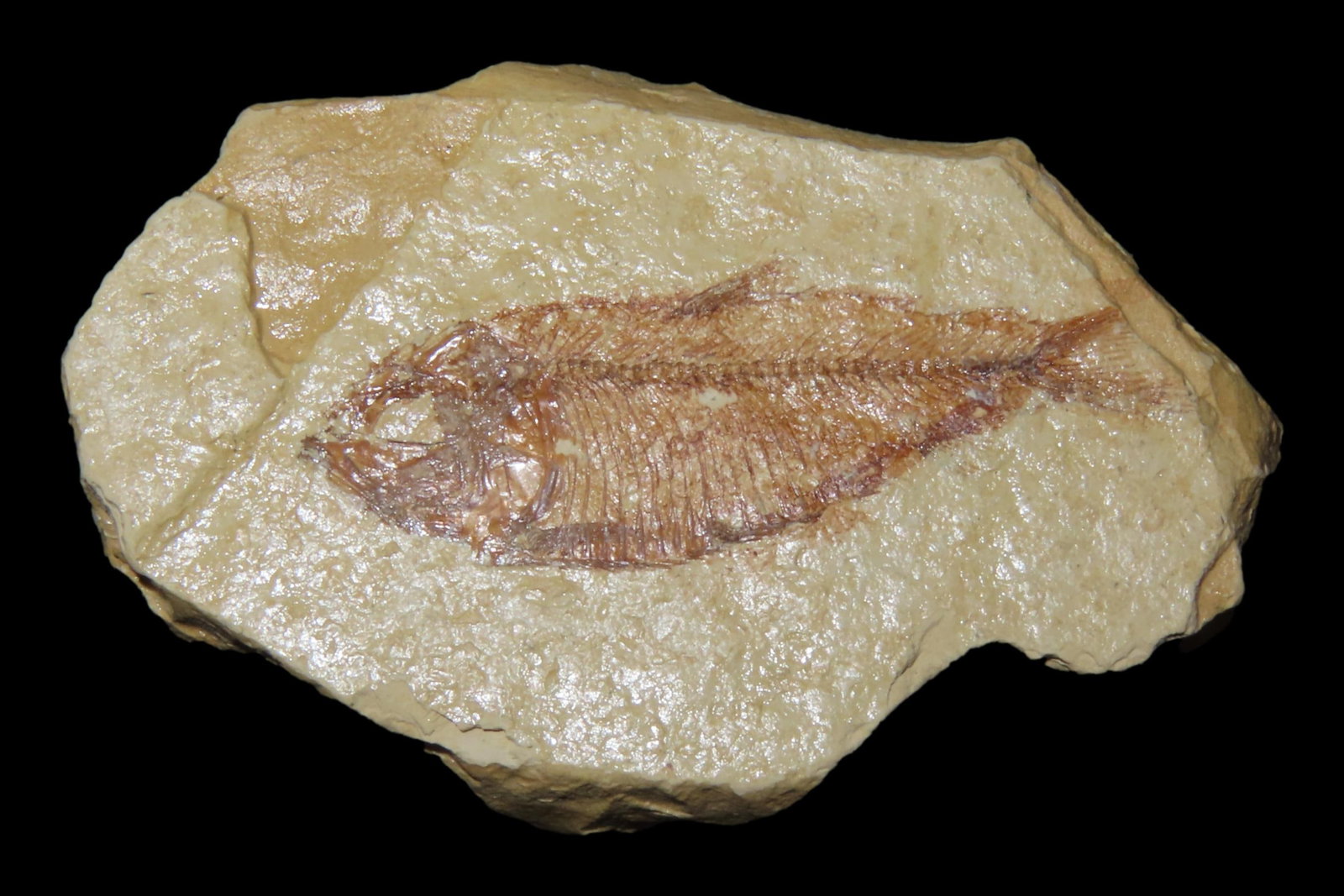 Very Detailed Fish Fossil (Diplomystus) from the Green River Formation in Wyoming, 50 Million Years (1 of 5)