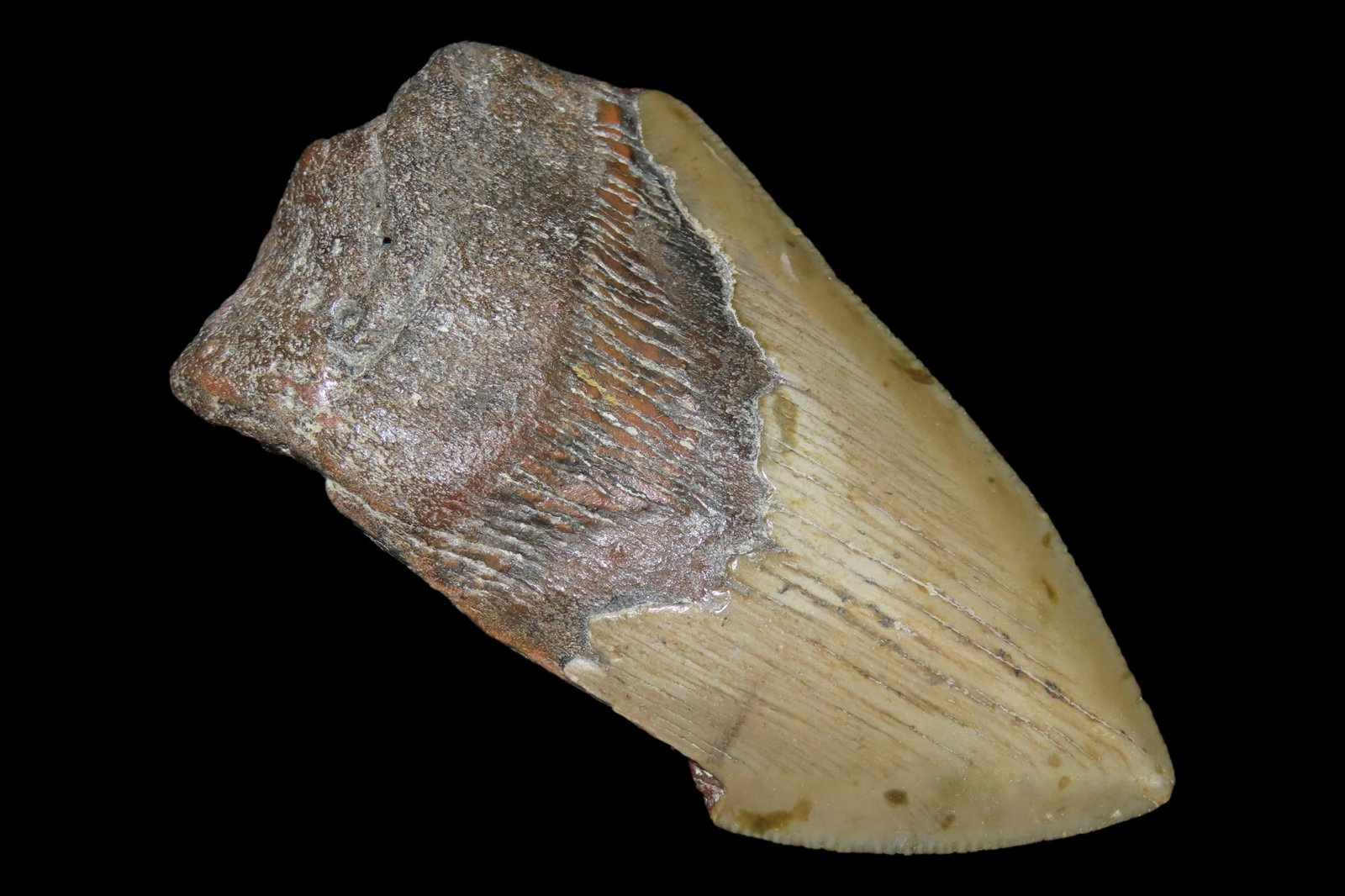 Large 3 7/8" Megalodon Shark Tooth, 2.5-23 Million Year Old Fossil found off the coast of the: Large 3 7/8" Megalodon Shark Tooth, 2.5-23 Million Year Old Fossil found off the coast of the Carolinas. No Repair, No Resto, No Polishing. Great Example!