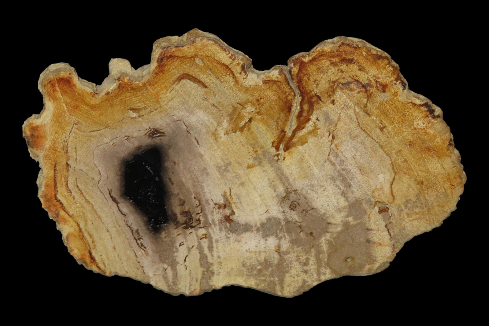 Large Colorful Polished Slab of Petrifeid Wood. Fully Polished on Both Sides, Beautiful Colorful (1 of 4)