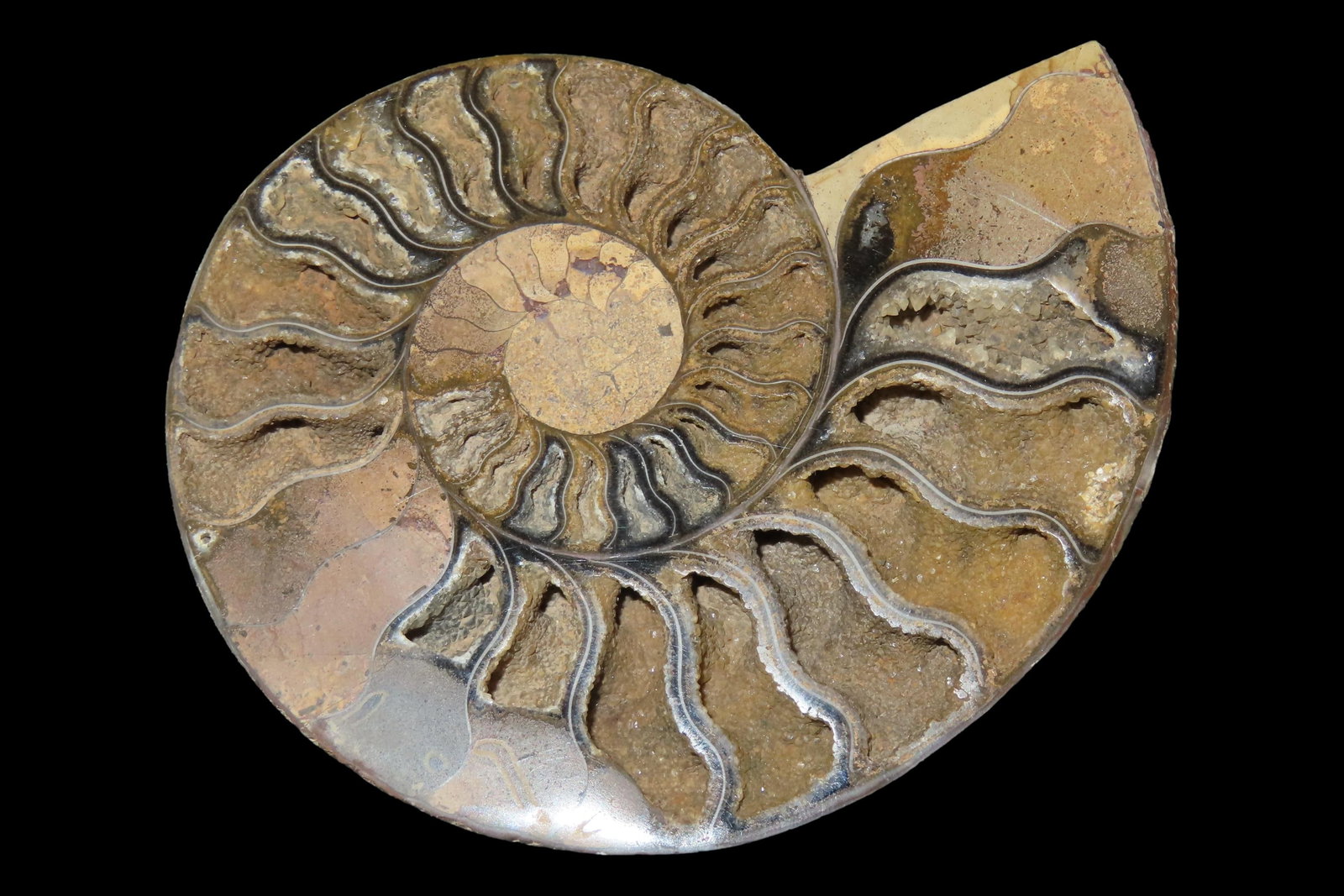 Huge 5 1/2" Cut Ammonite Fossil, Amazing Colors, Highly Polished Example. (1 of 5)