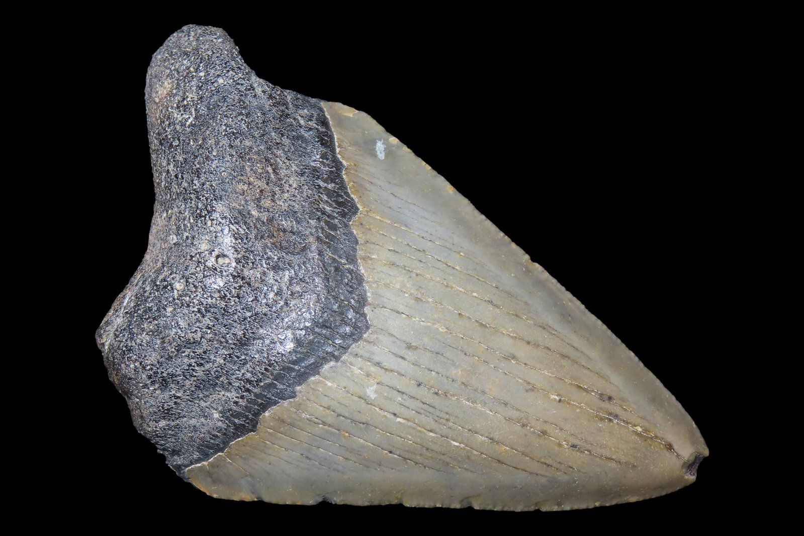 Large Megalodon Shark Tooth, 2.5-23 Million Year Old Fossil found off the coast of the Carolinas. No: Large Megalodon Shark Tooth, 2.5-23 Million Year Old Fossil found off the coast of the Carolinas. No Repair, No Resto, No Polishing. Great Example!