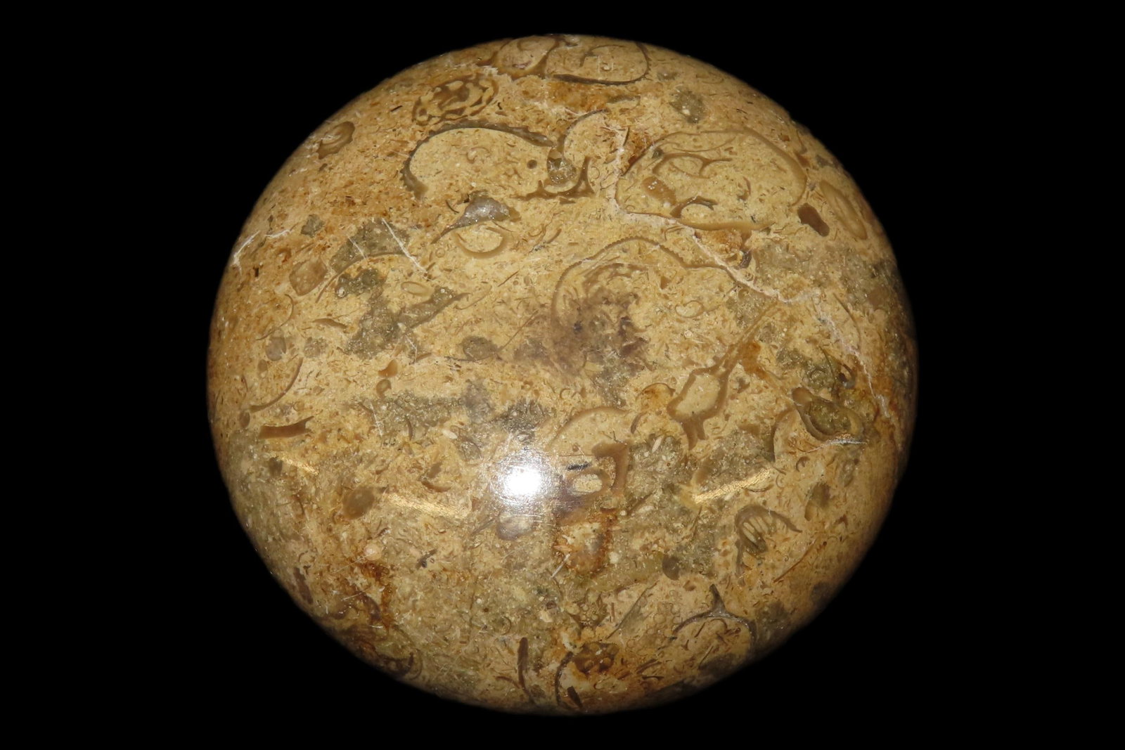 Highly Polished 3" Round Fossil Coral paperweight.: Highly Polished 3" Round Fossil Coral paperweight.