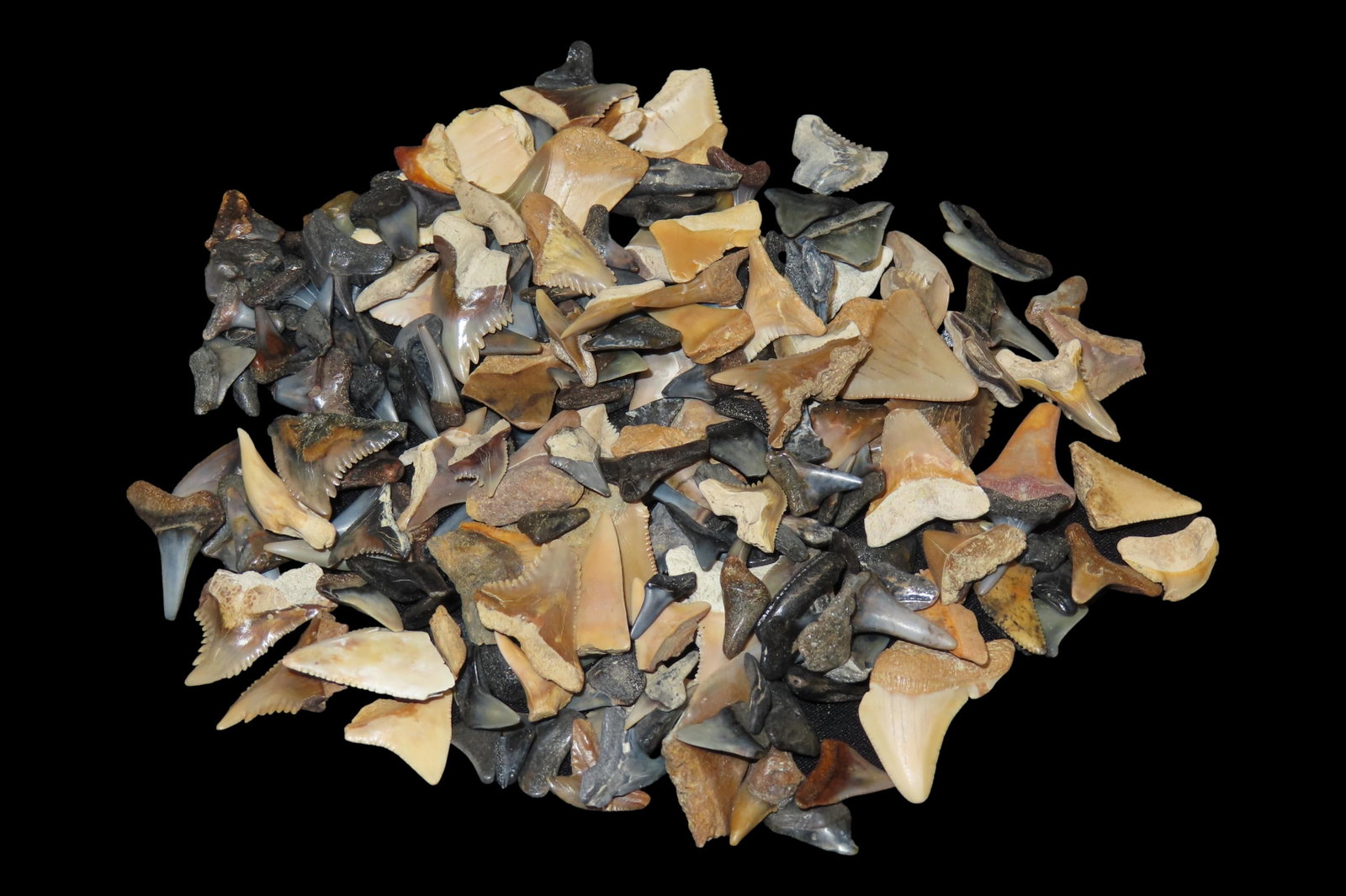 Lot of 200+ Fossil Shark Teeth from Florida (1 of 7)