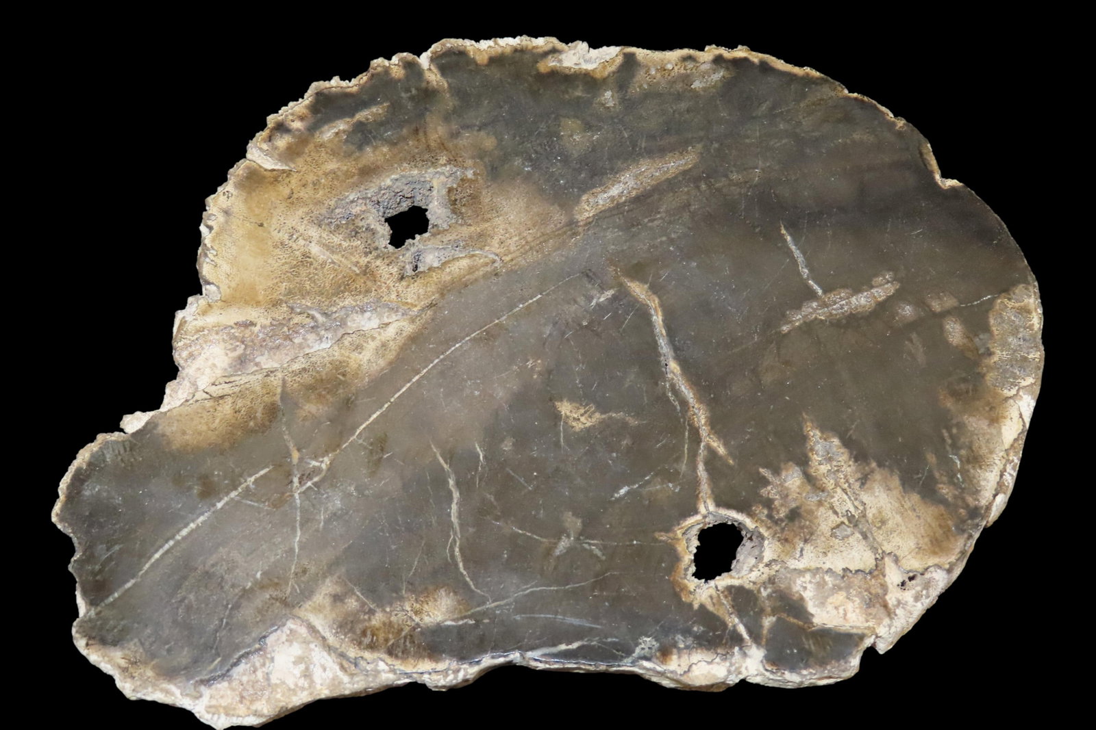 Large Colorful Polished Slab of Petrifeid Wood. Fully Polished on Both Sides, Beautiful Colorful (1 of 5)