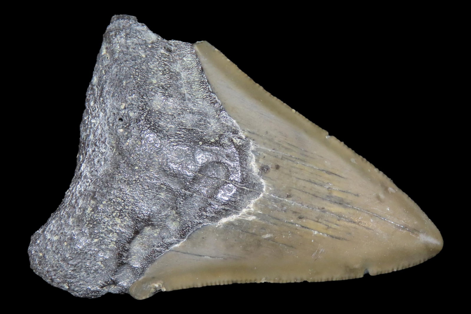 Large Megalodon Shark Tooth, 2.5-23 Million Year Old Fossil found off the coast of the Carolinas. No (1 of 5)