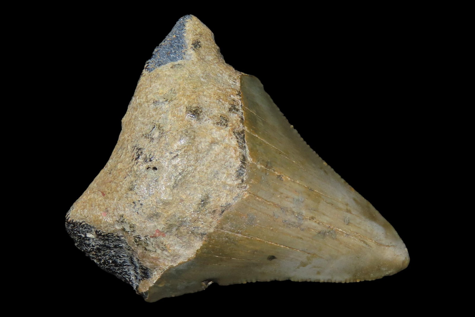 Large Megalodon Shark Tooth, 2.5-23 Million Year Old Fossil found off the coast of the Carolinas. No (1 of 5)