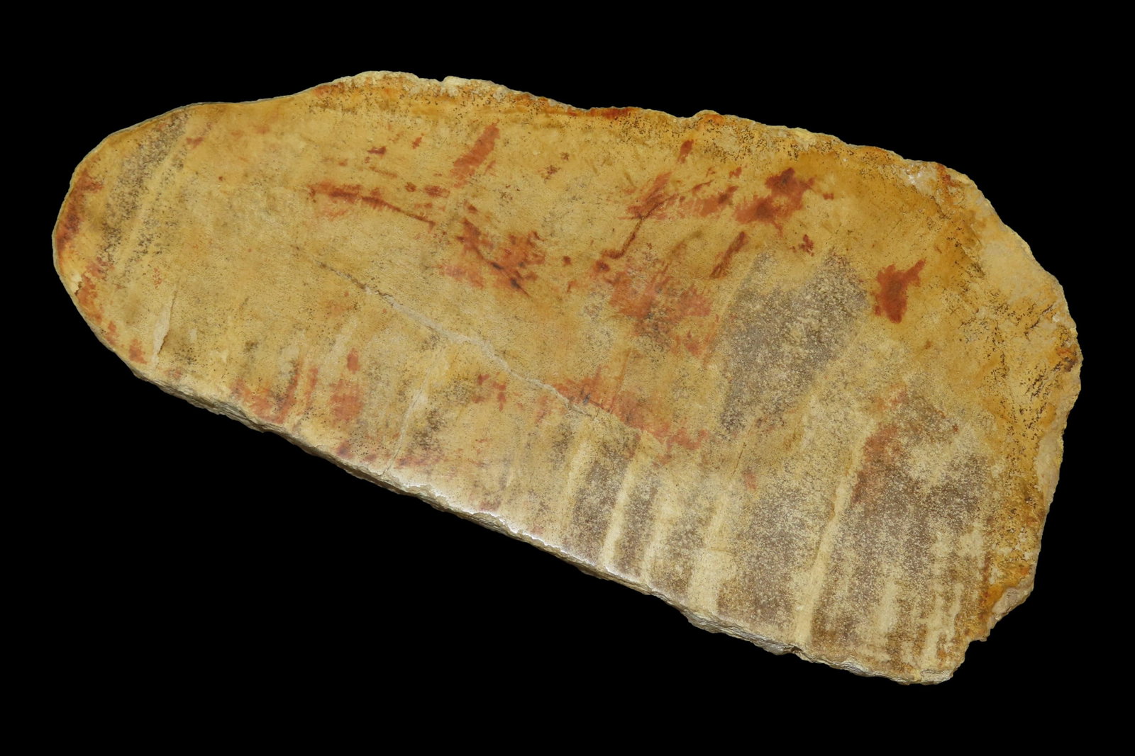 Large Colorful Polished Slab of Petrifeid Wood. Fully Polished on Both Sides, Beautiful Colorful (1 of 4)
