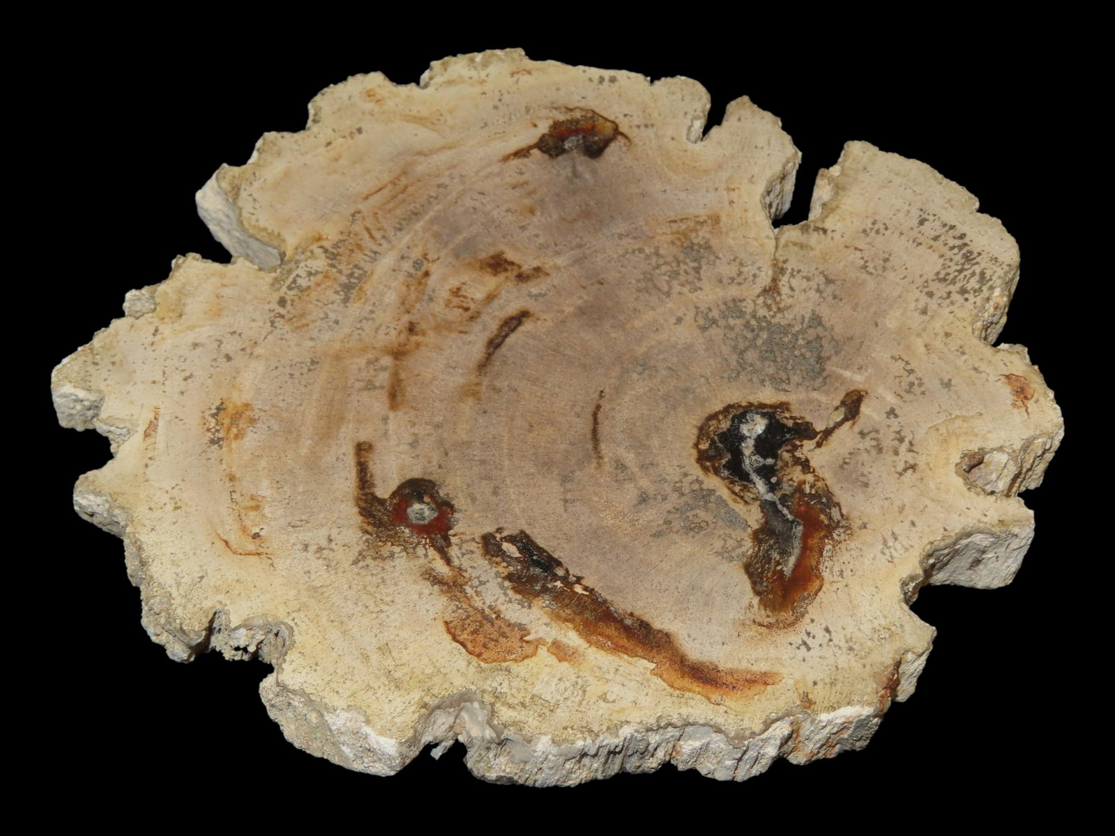 Large Colorful Polished Slab of Petrifeid Wood. Fully Polished on Both Sides, Beautiful Colorful (1 of 4)