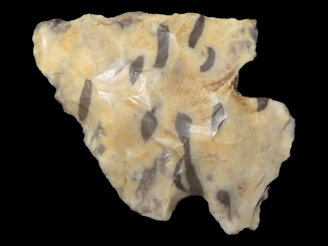 Petrified Palmwood Kirk Corner Notch found in Louisiana. Colorful Indian Arrowhead. (1 of 5)