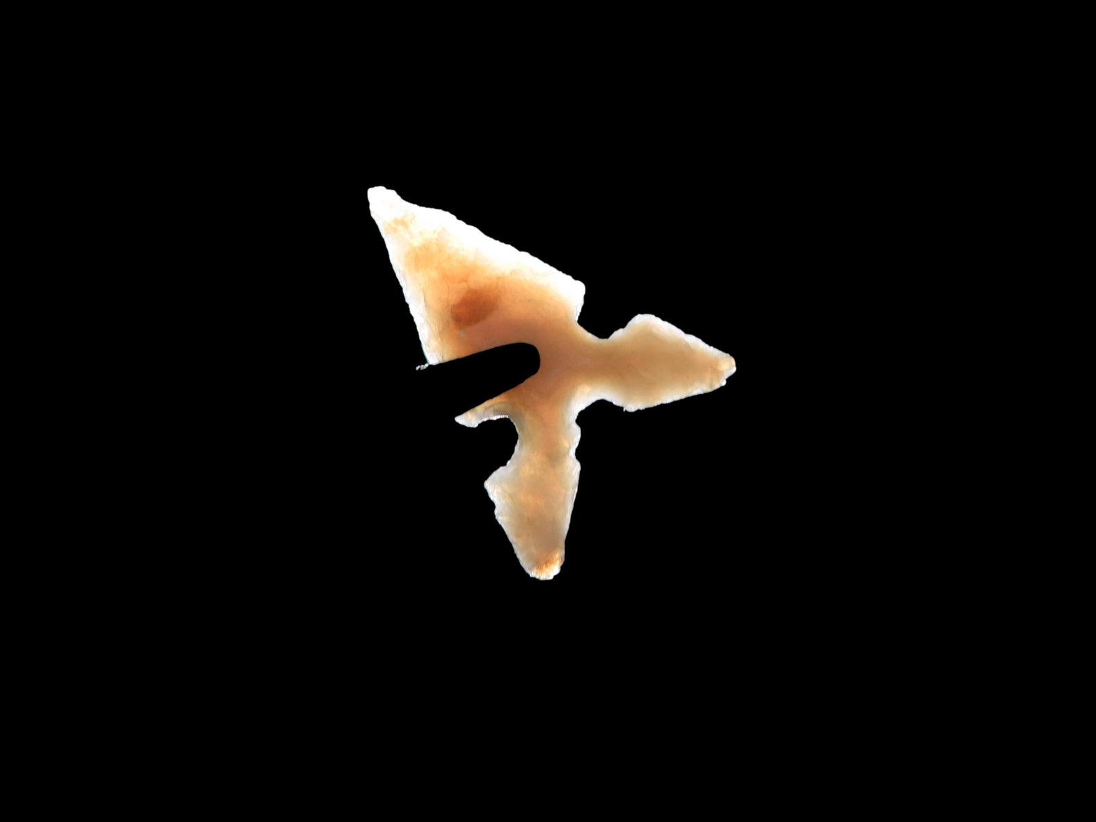 Amazing Texas Bird Point found in Central texas. Indian Arrowhead, Artifact. (1 of 5)