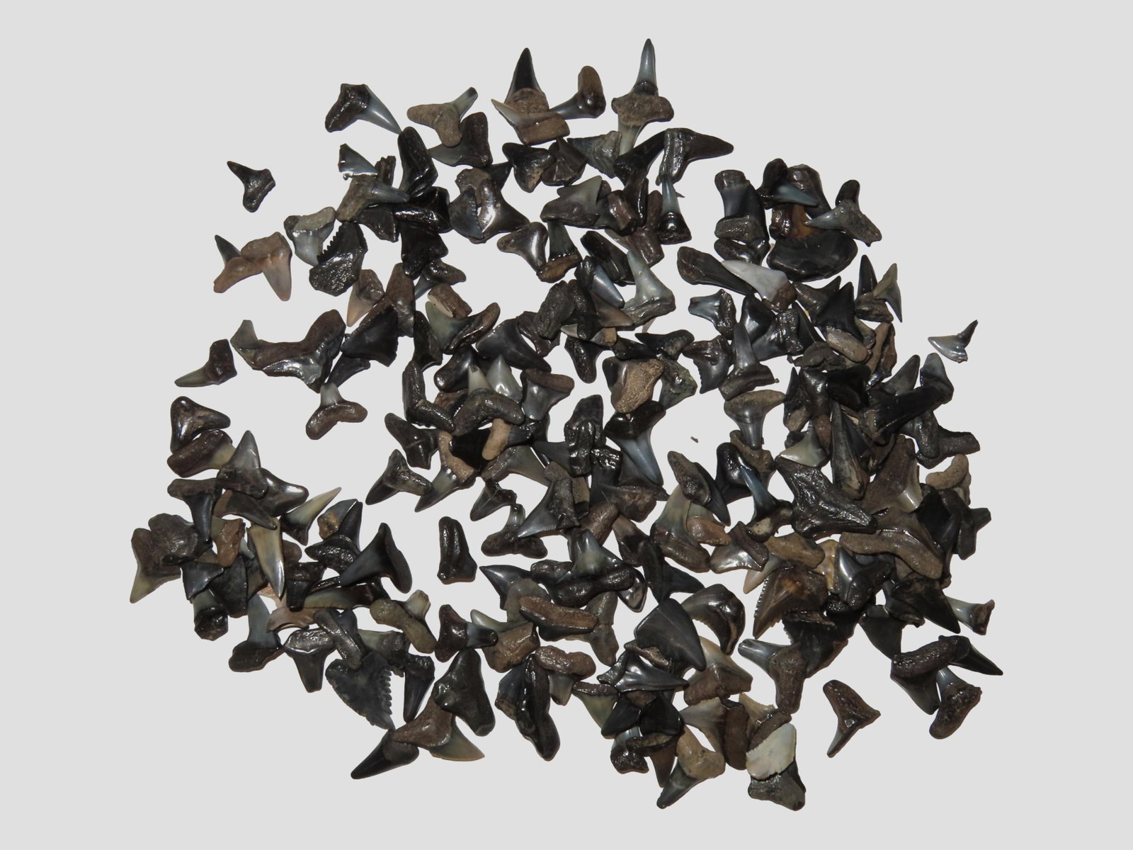 Lot of 200 Sharks Teeth found in Florida with Identification Card. Sand Shark, Tiger Shark, Lemon (1 of 4)