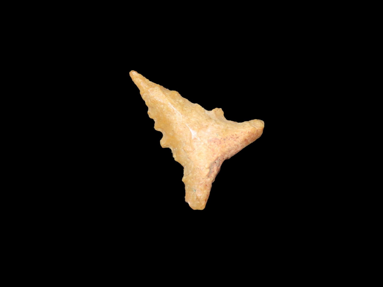 Amazing Serrated Bird Point with Needle Tip found in Northern Arkansas. Indian Arrowhead, Artifact. (1 of 4)