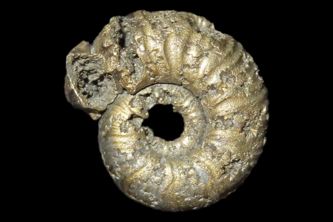 Rare Pyrite Ammonite Fossil. Pyrite ammonites formed through a rare fossilization process, known as: Rare Pyrite Ammonite Fossil. Pyrite ammonites formed through a rare fossilization process, known as pyritization, that required very specific conditions shortly after the animalâ€™s death.