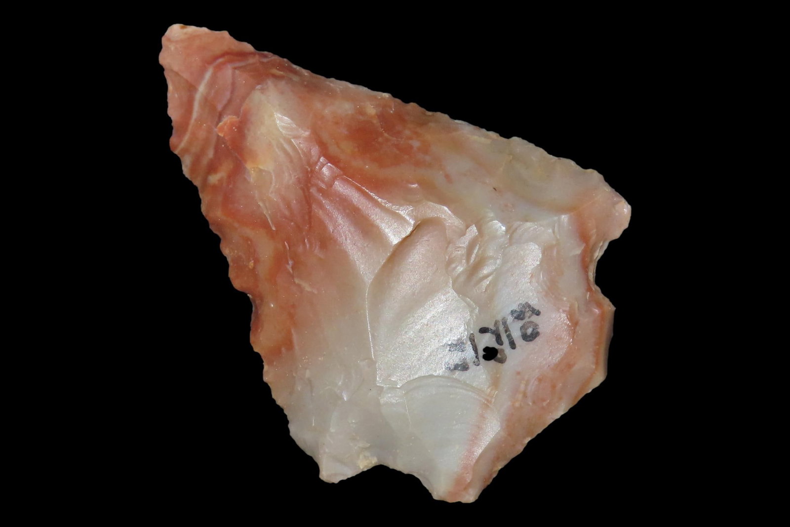 Colorful Florida Arrowhead, Alachua / Kirk Stemmed. Great Color! (1 of 6)