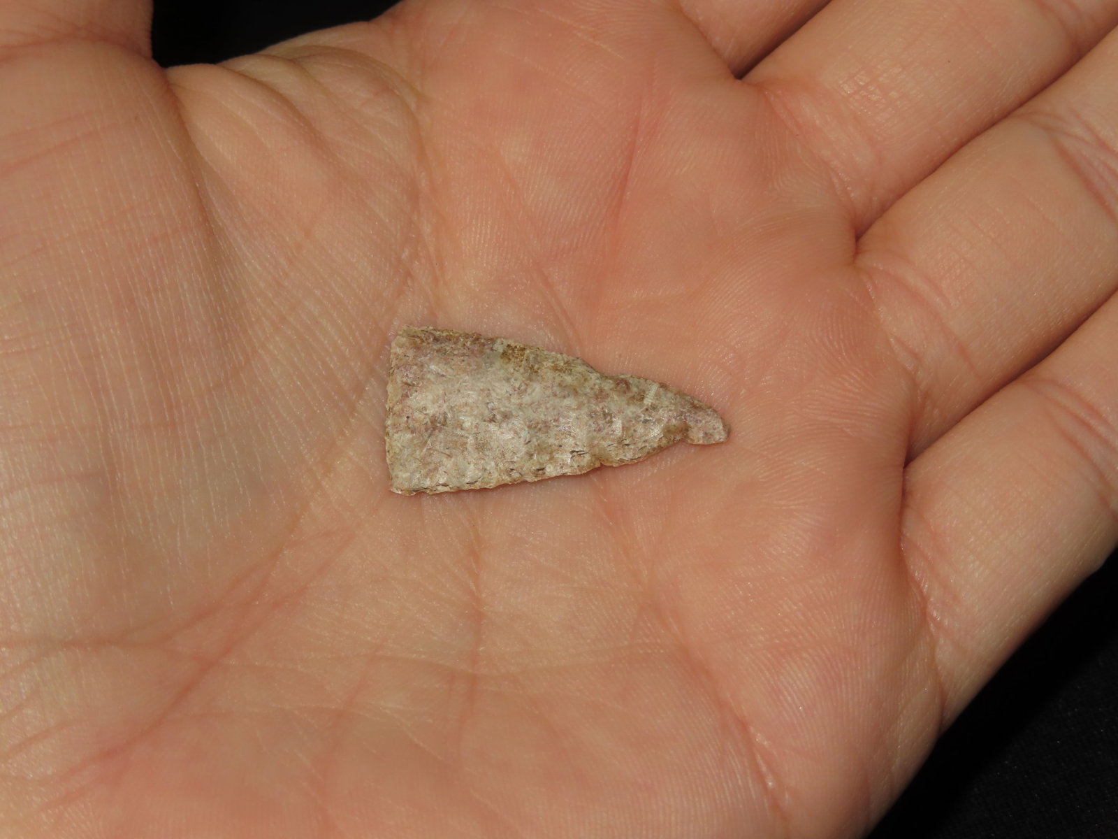 1 1/16" Fine Triangular Bird Point, Kansas - 2